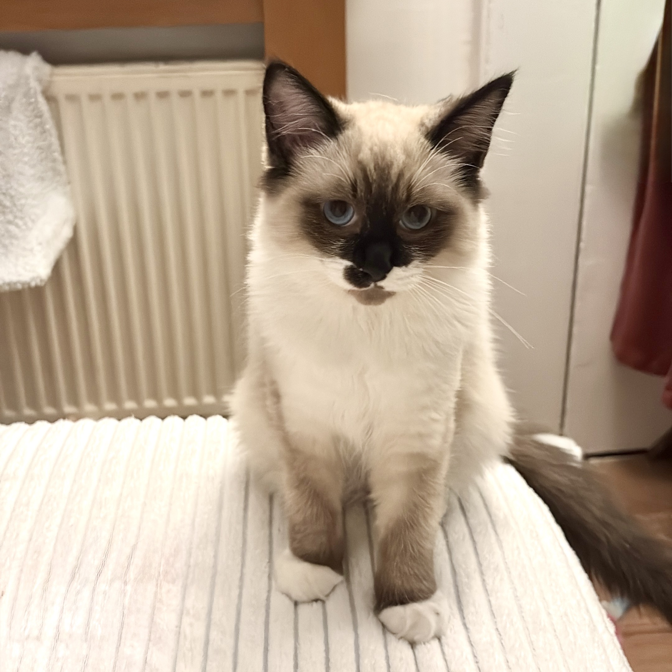 Perla