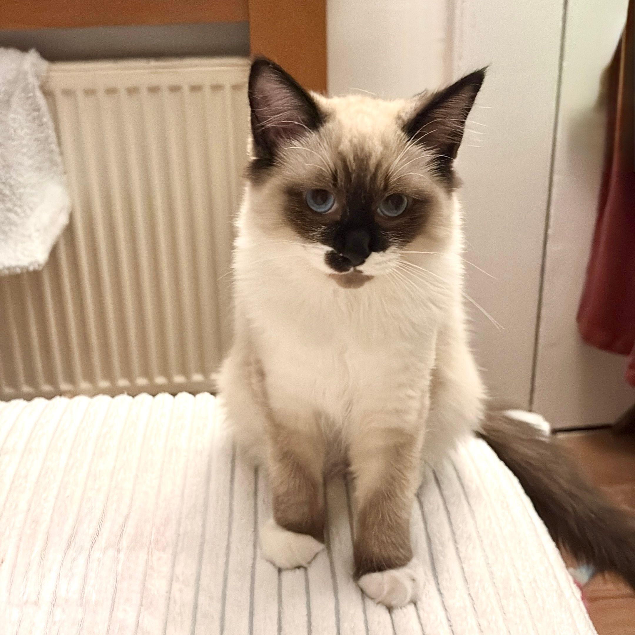 Perla