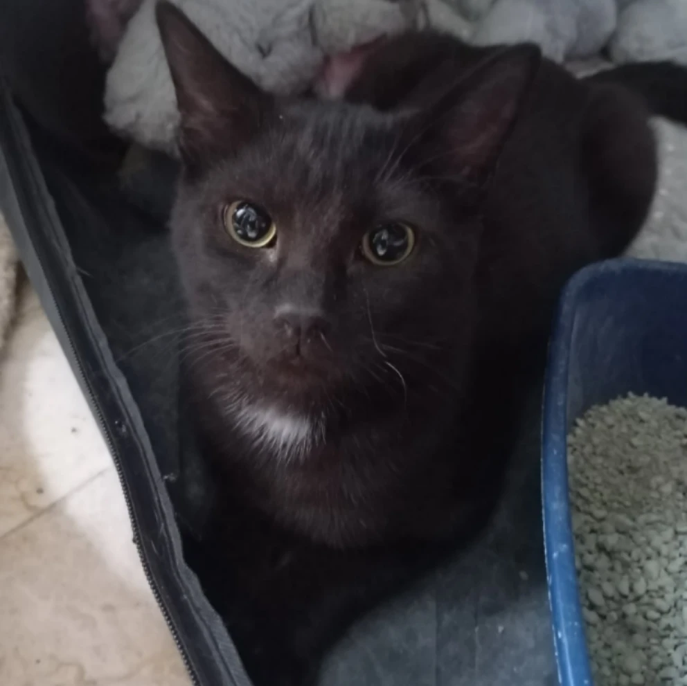Achille 
