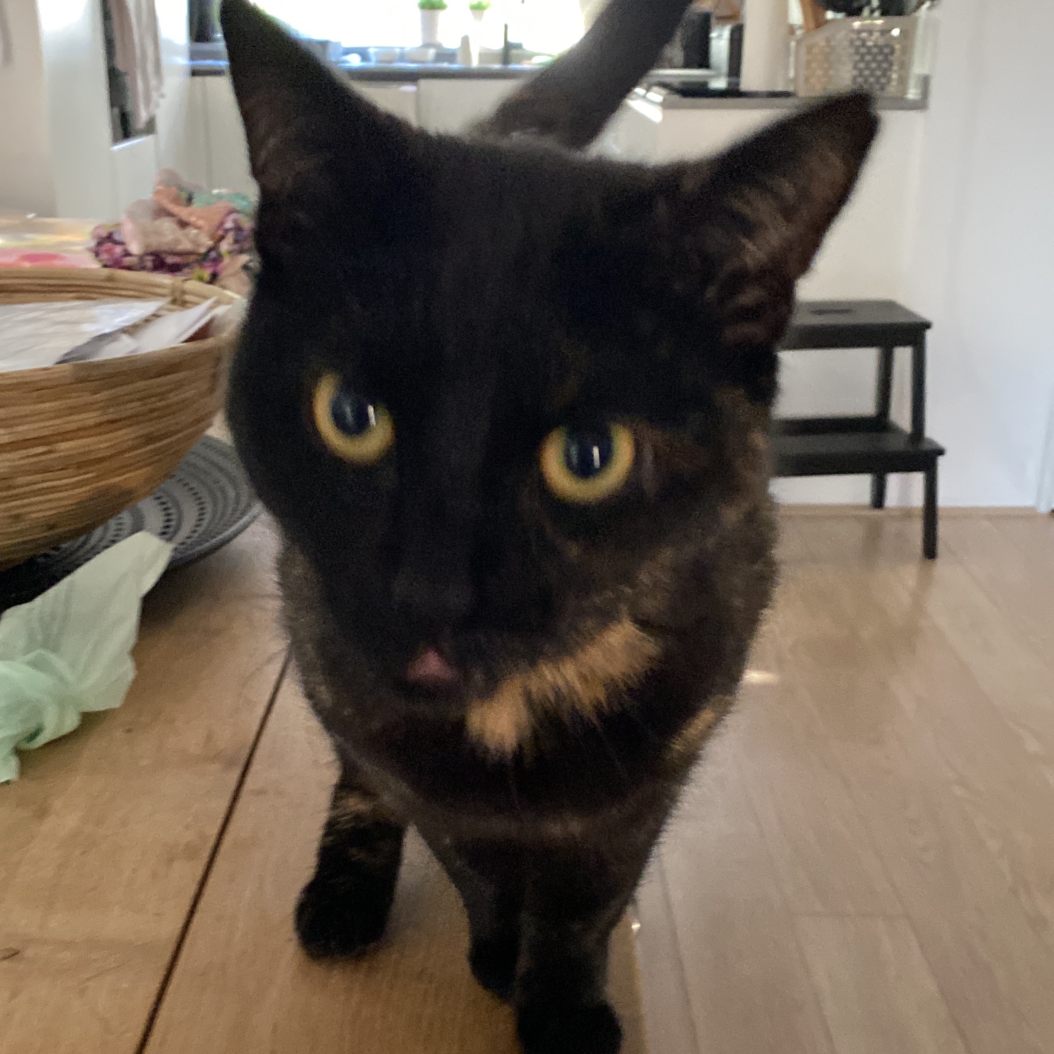 Coco