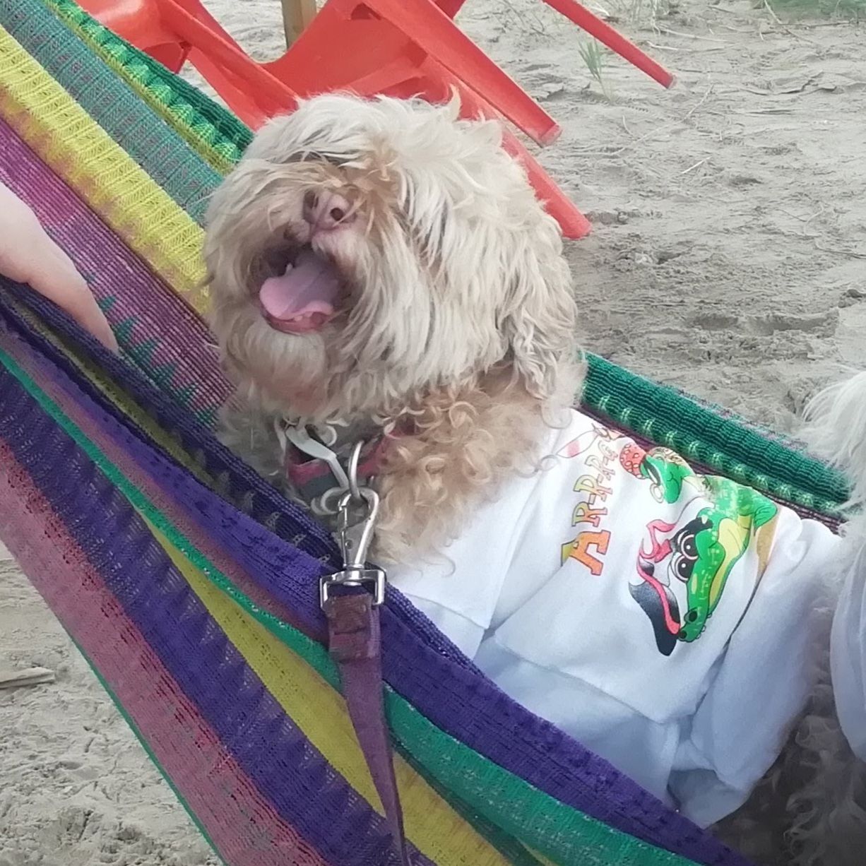 Canela