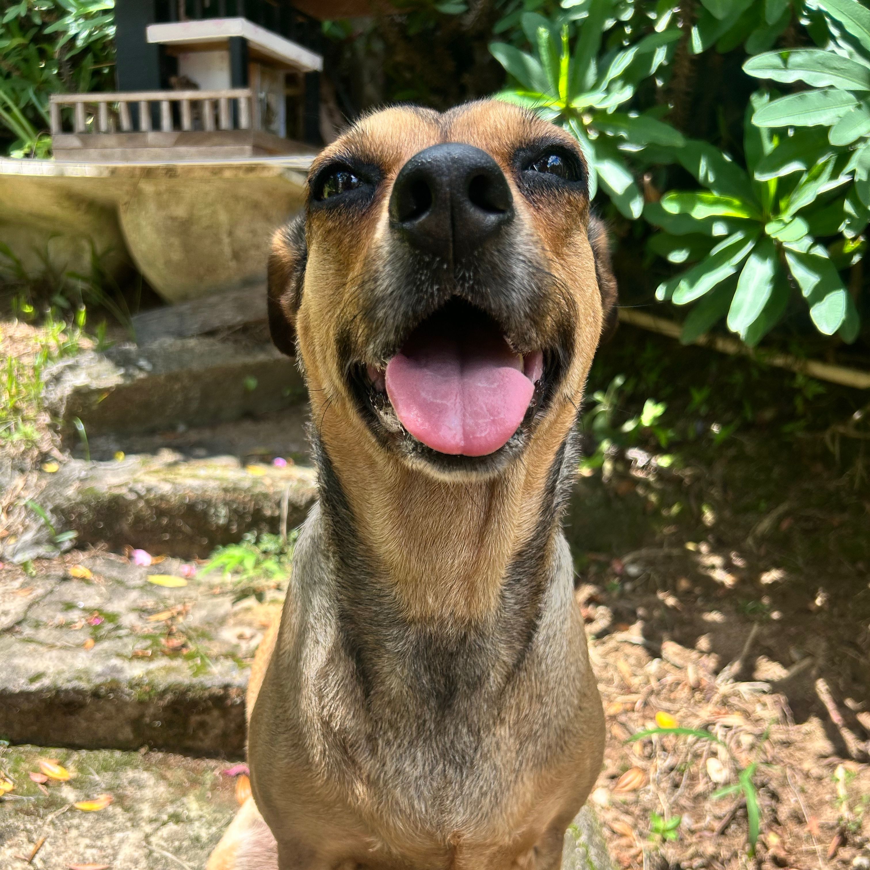 Robin
