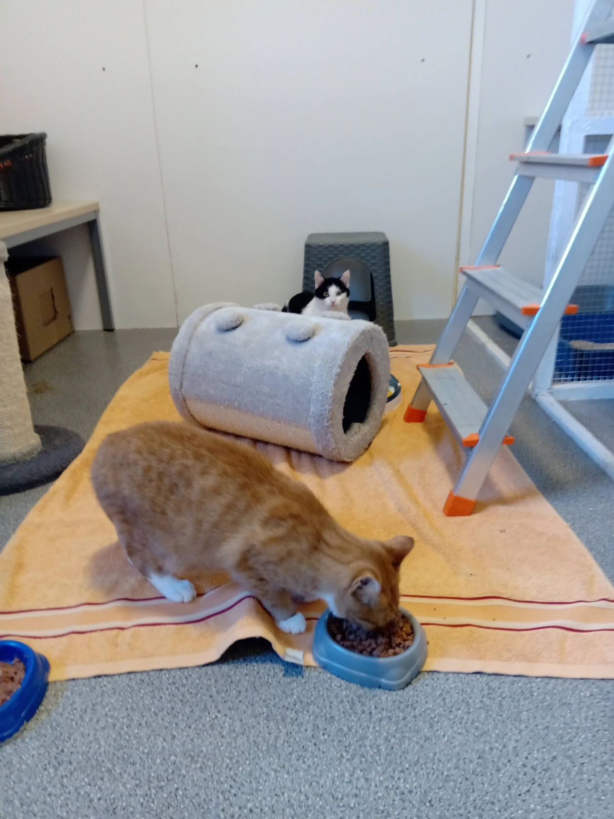 image-7