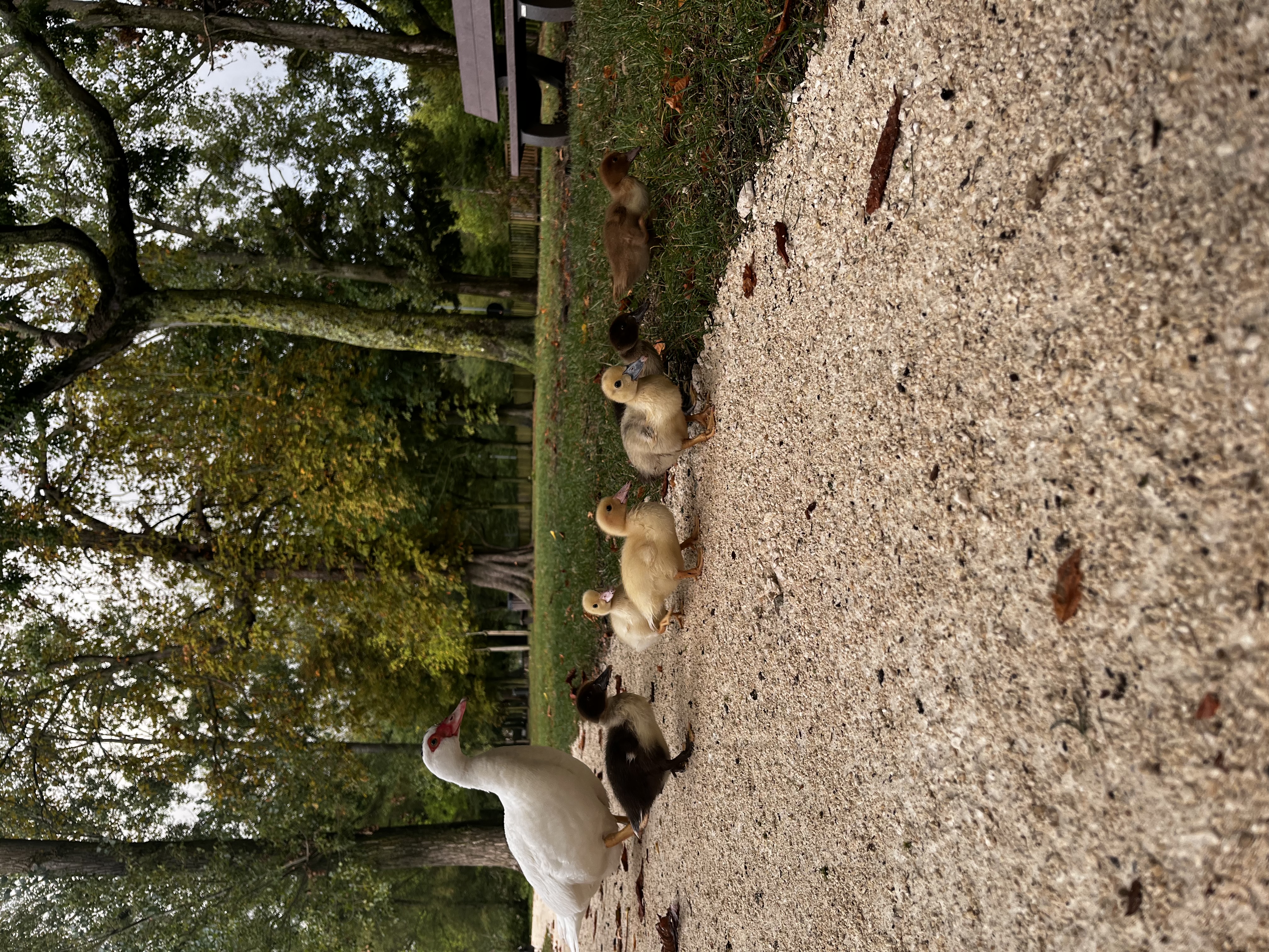 image-17