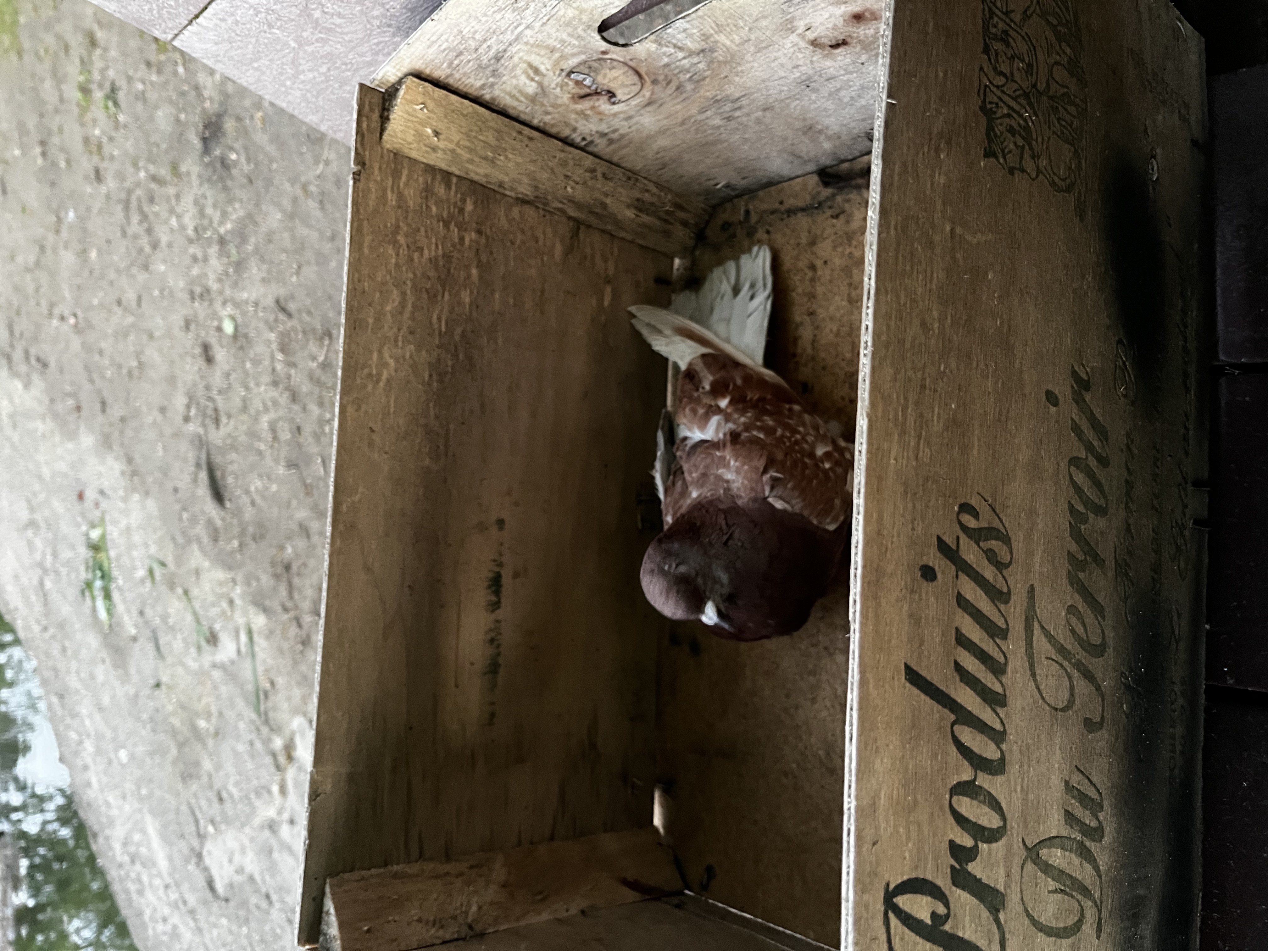 image-6