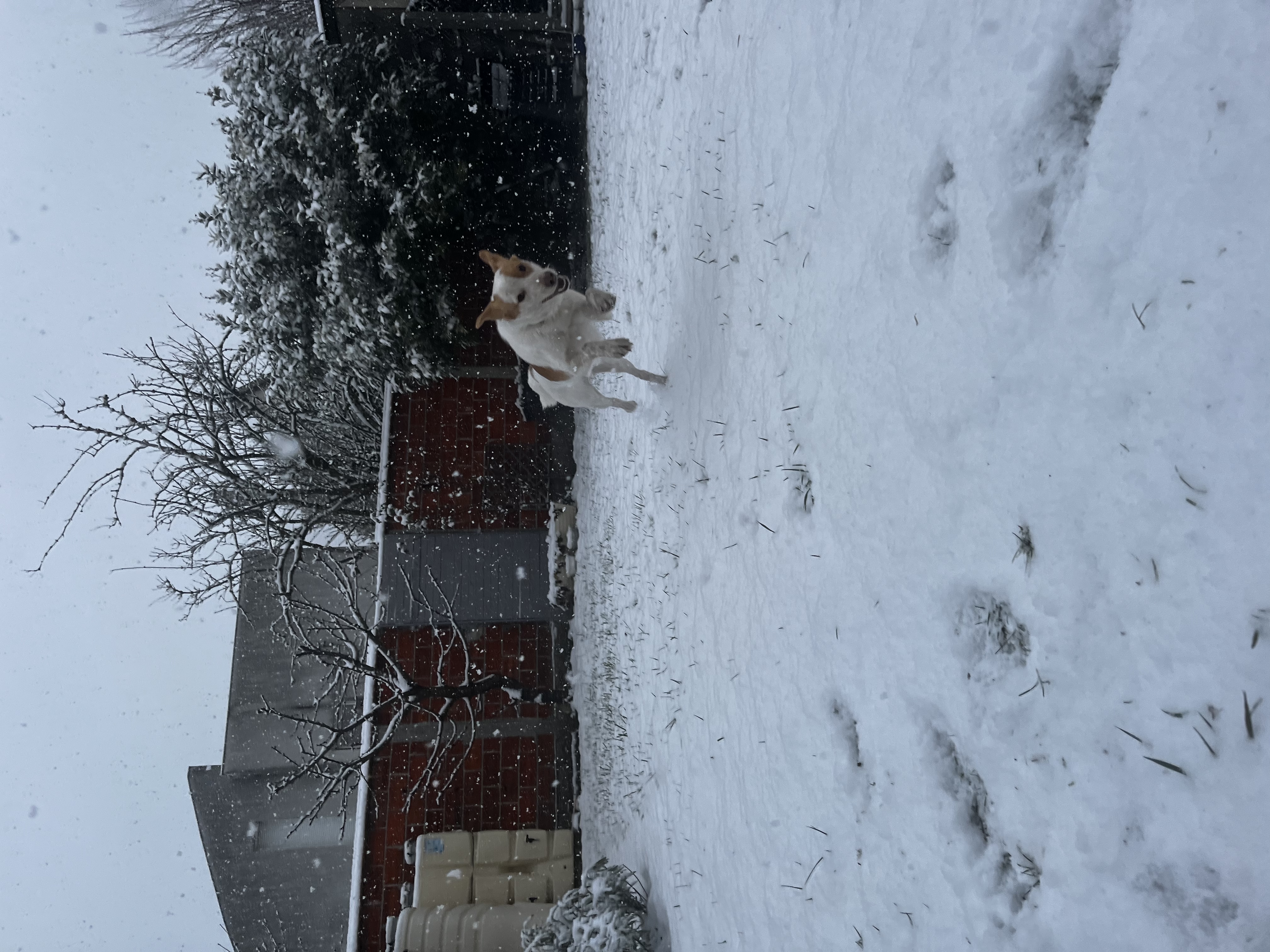 image-19