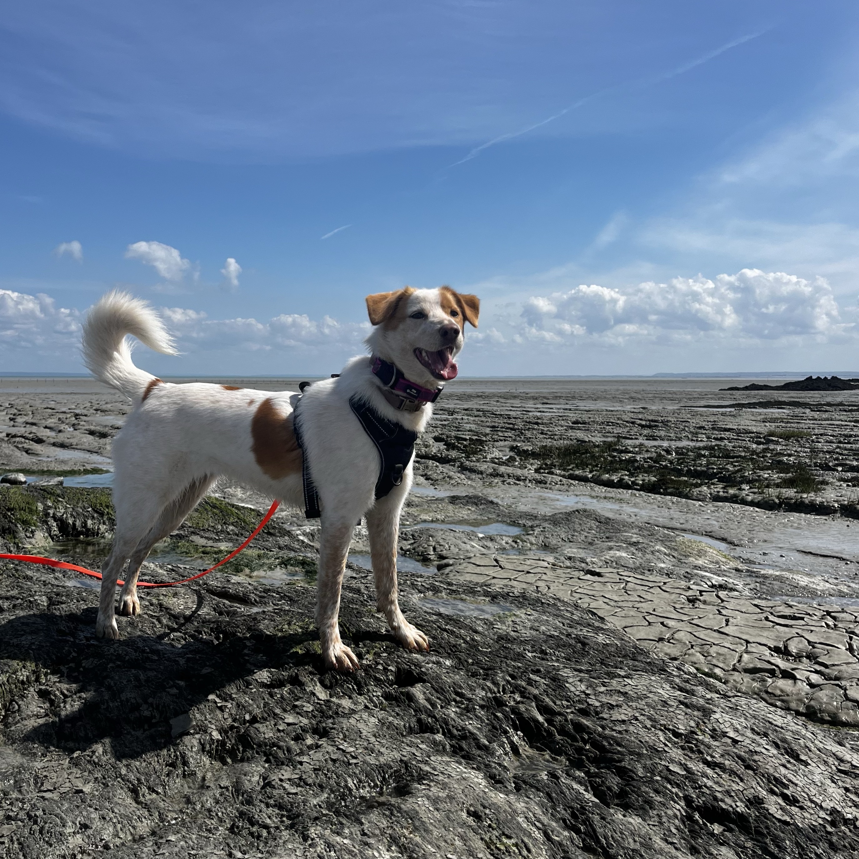 Maggie