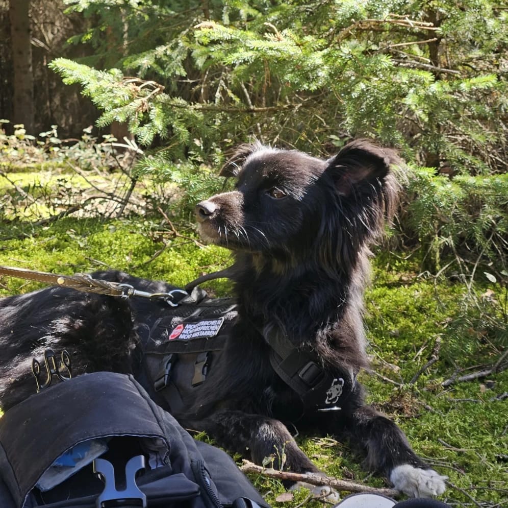 Koda