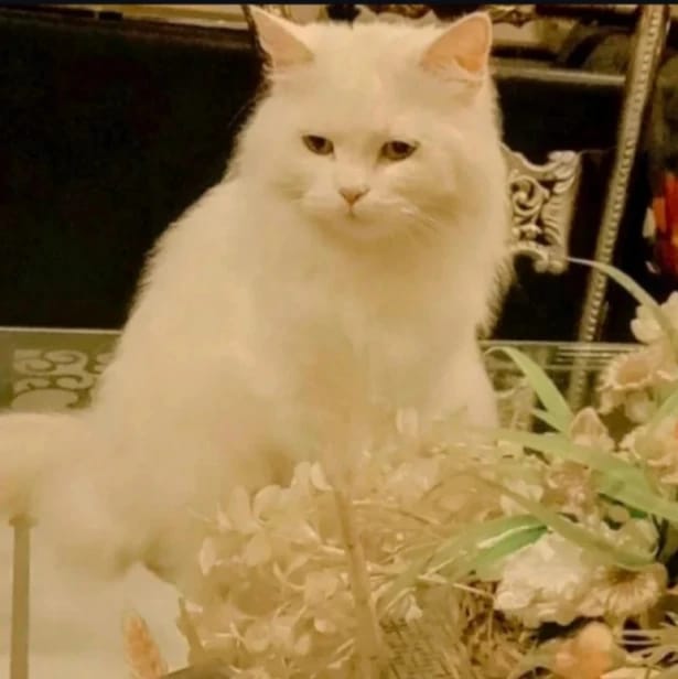 Lady Lily Luna Granger
