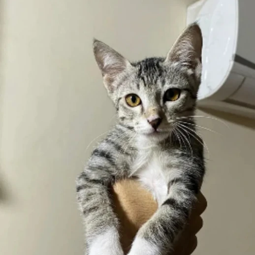 Miss Pansy Penelope McGonagall 