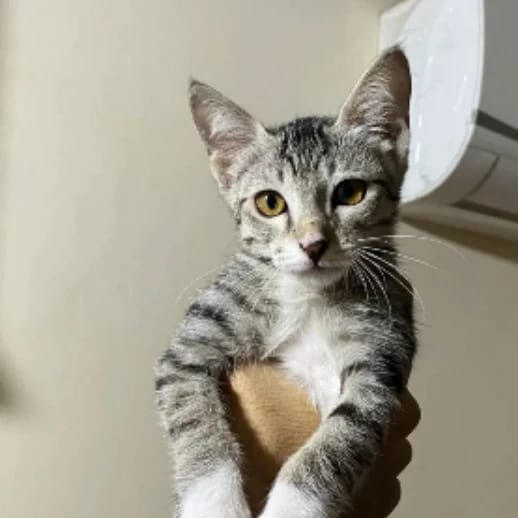 Miss Pansy Penelope McGonagall