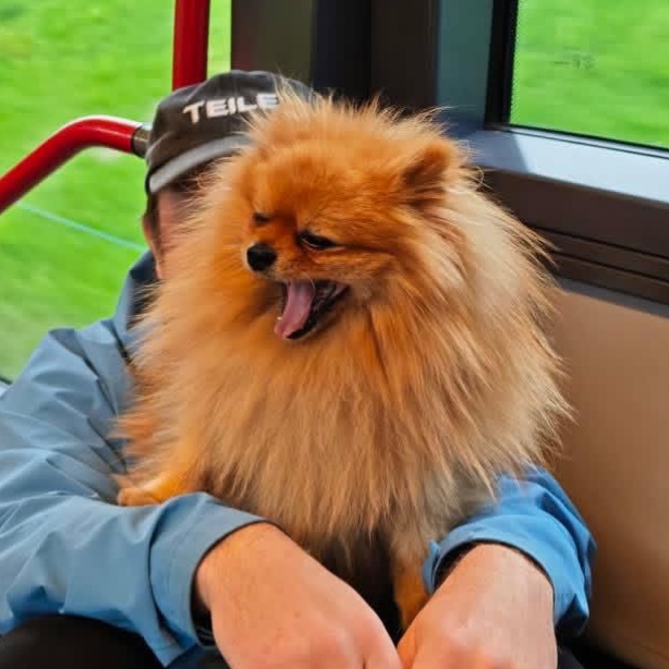 Mörfi