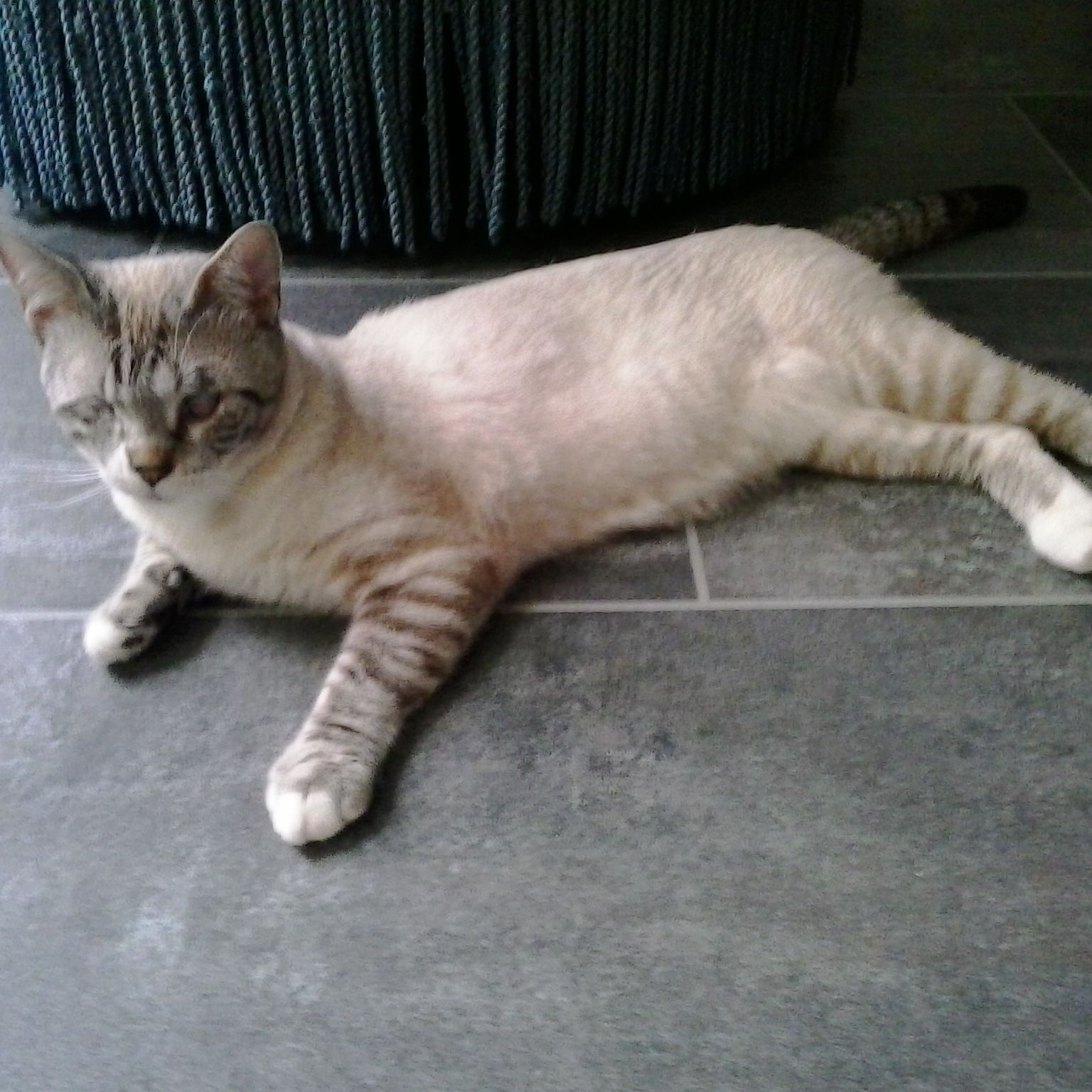 Opale