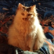 Minou