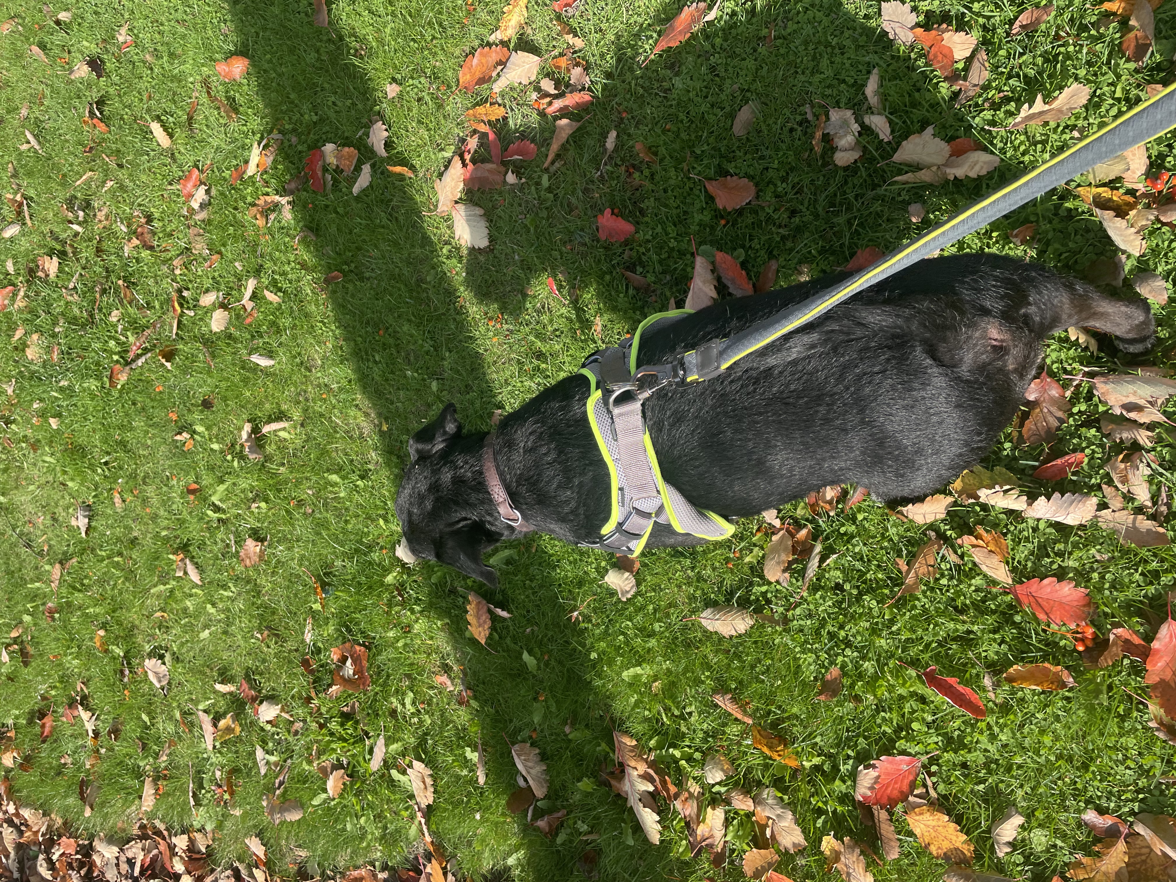 image-15