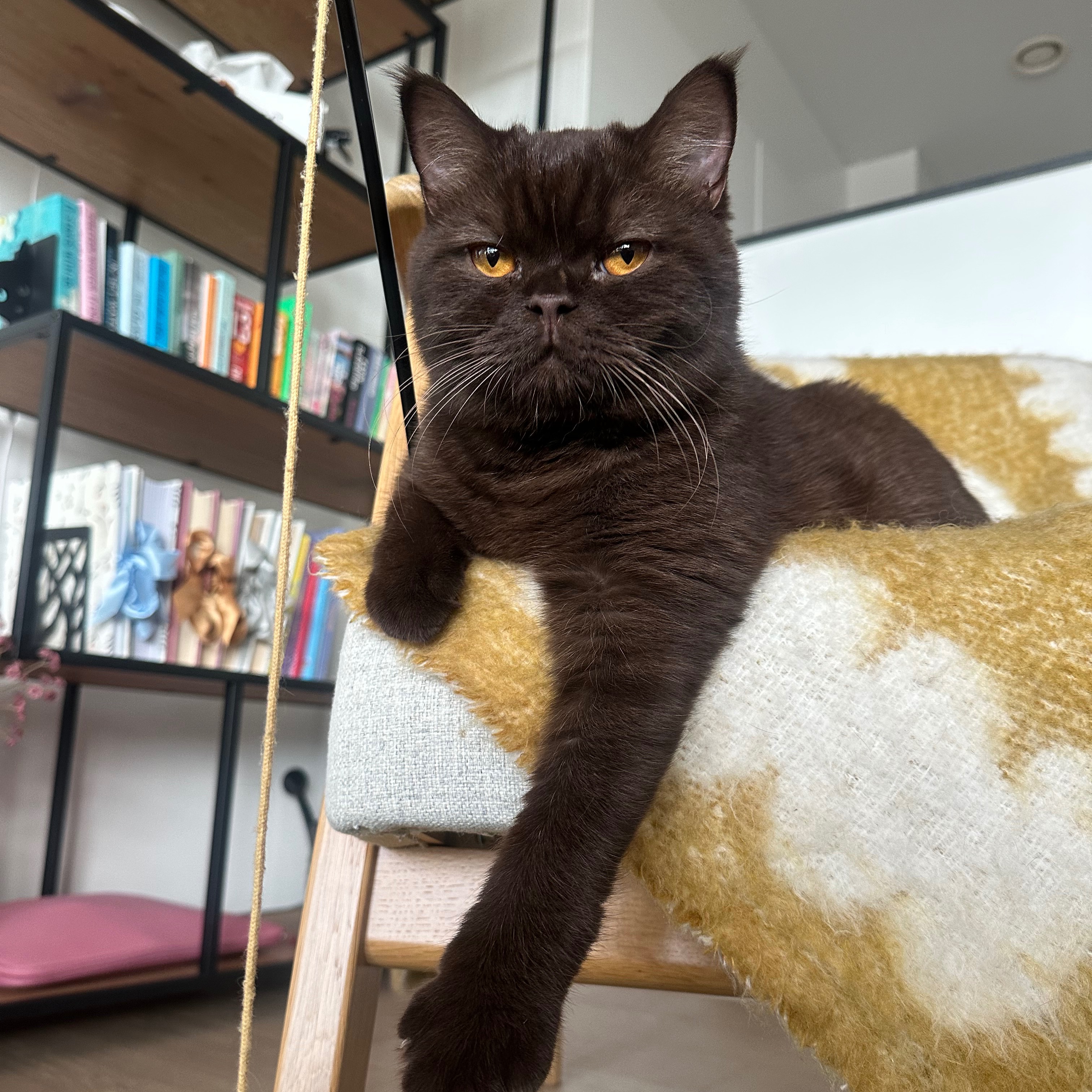 César