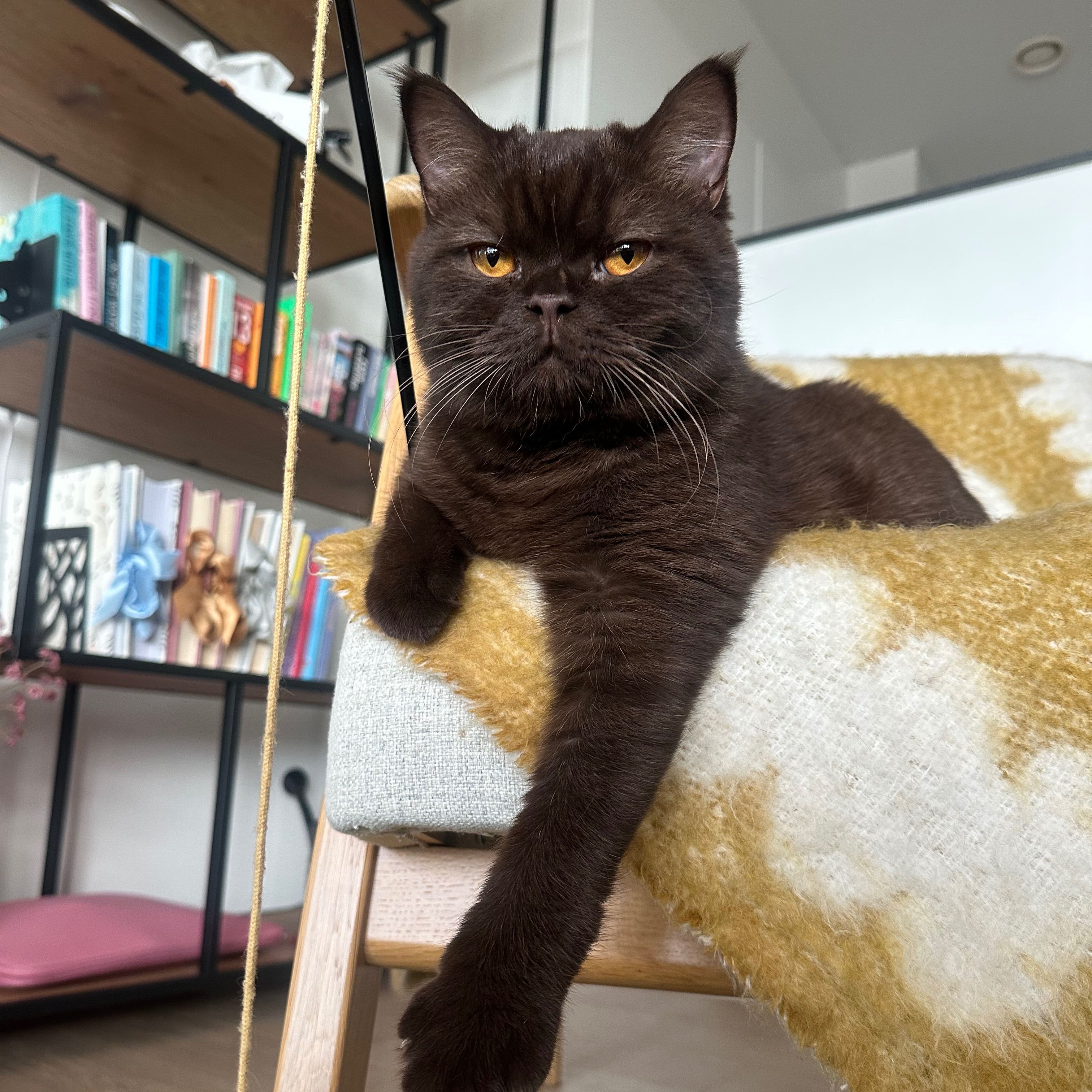César