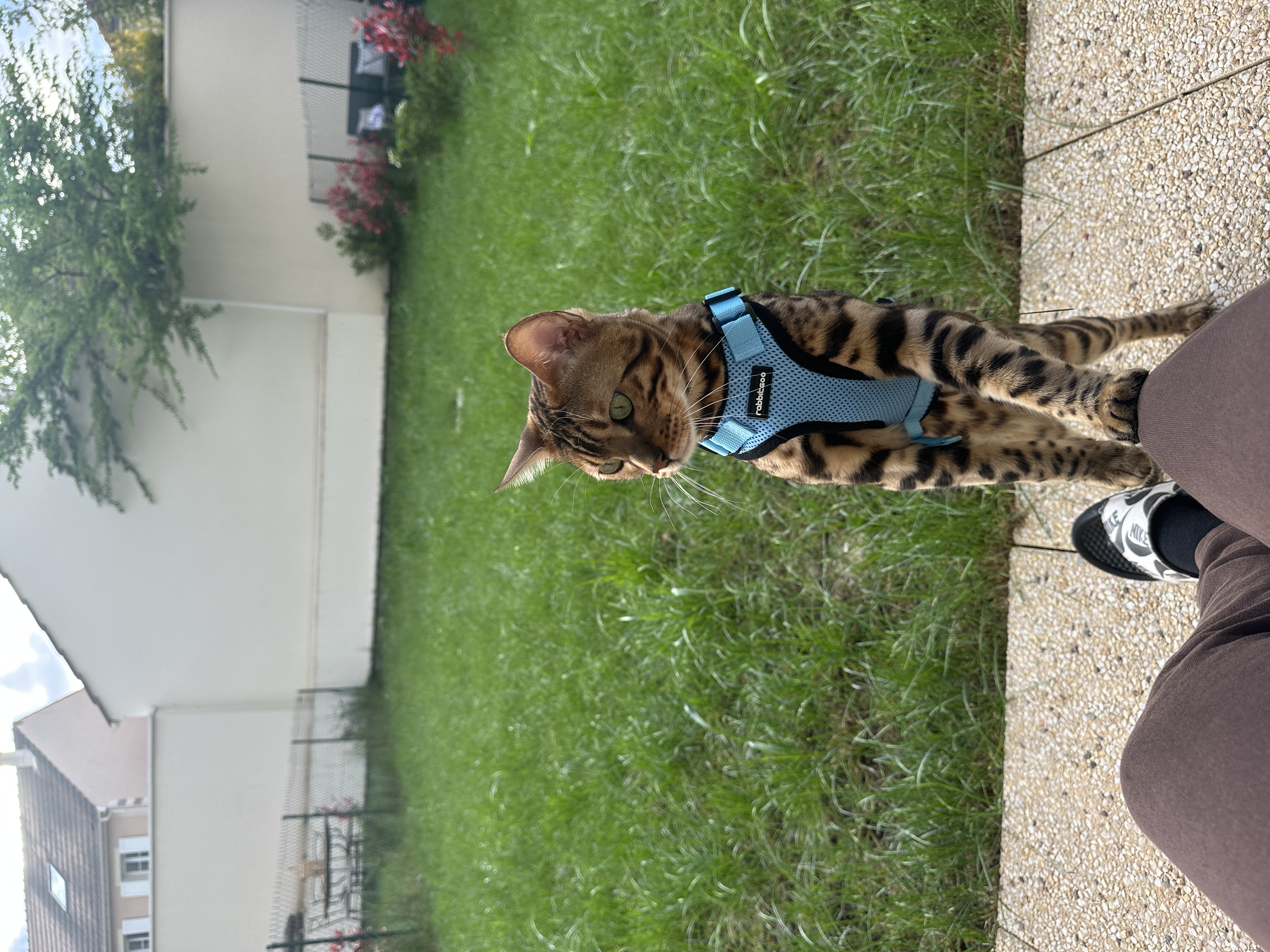 image-7