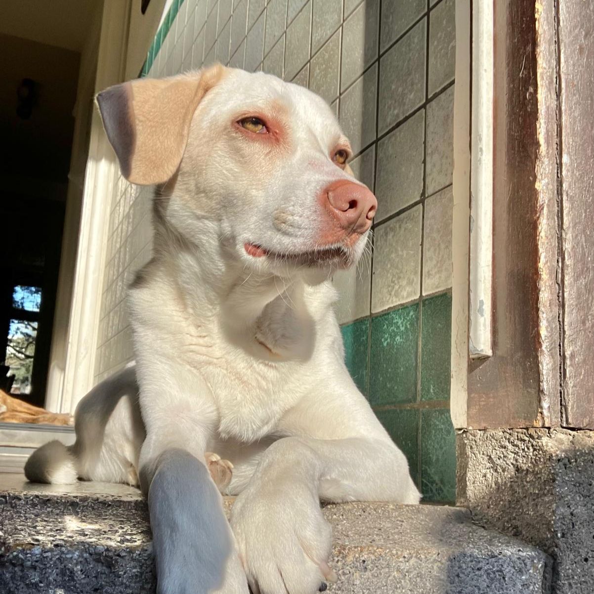 Bubba
