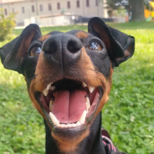 Daphne💖