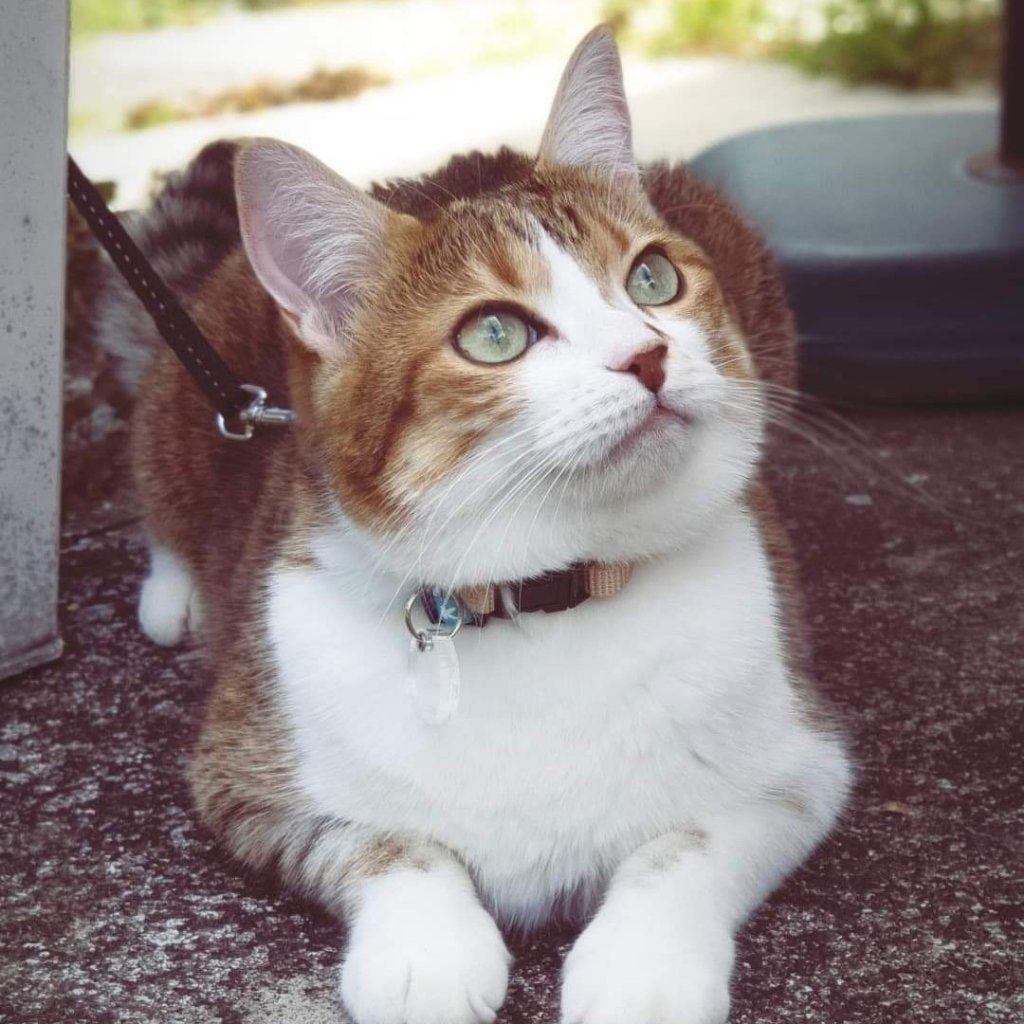 Ginger
