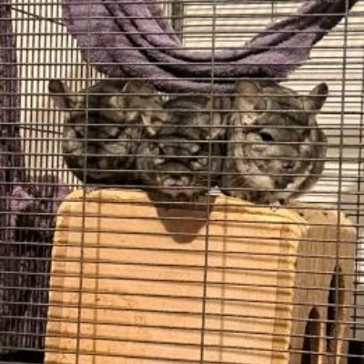 Turbo, Grumpy en Marshmallow