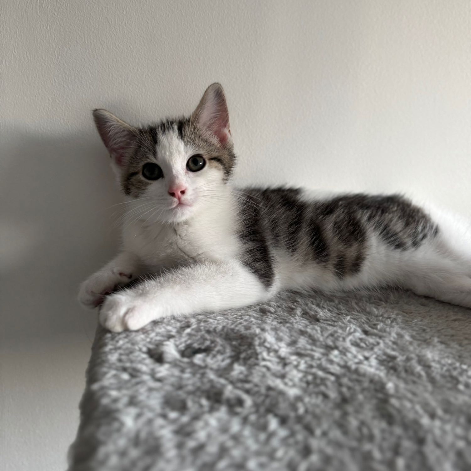 Darwin