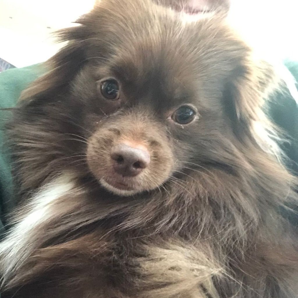 Choco