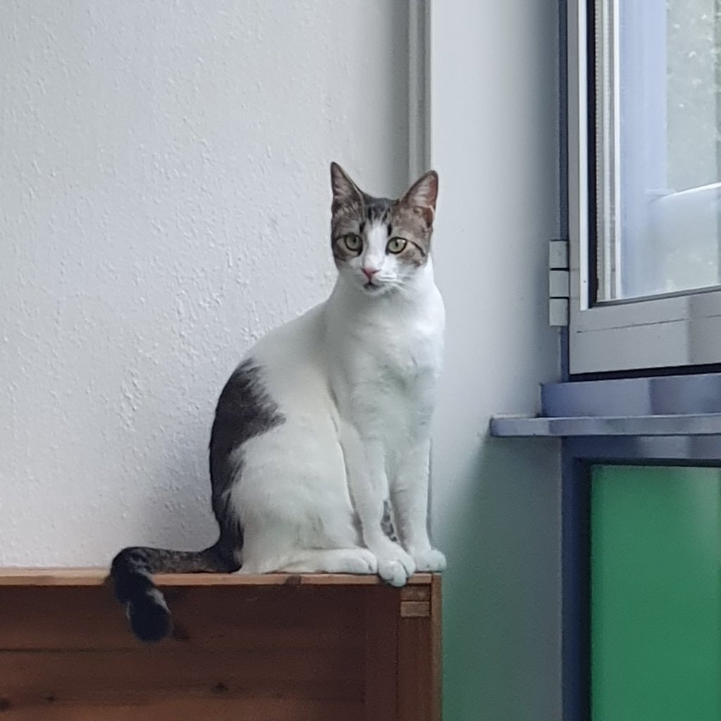 Biscuit