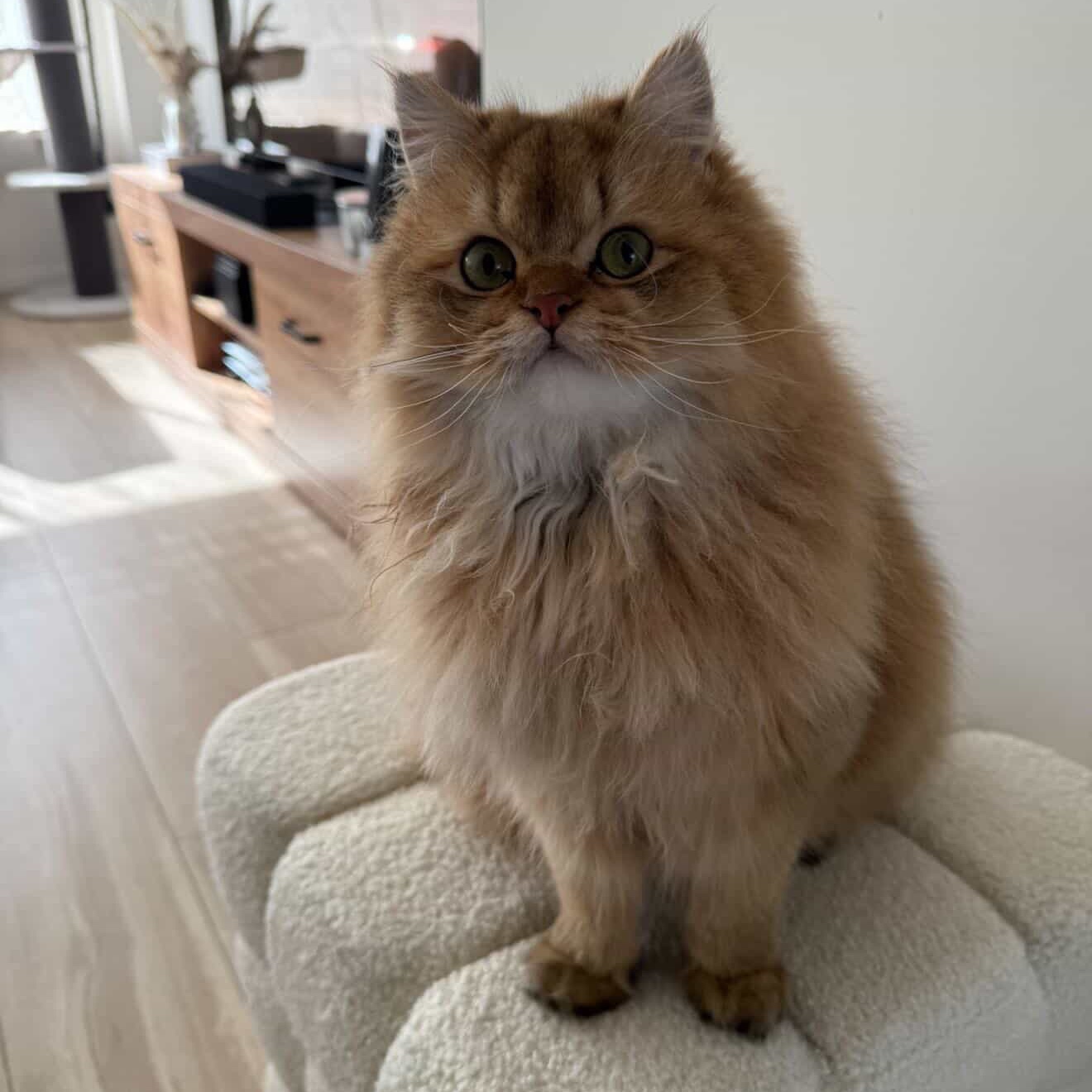 Loki