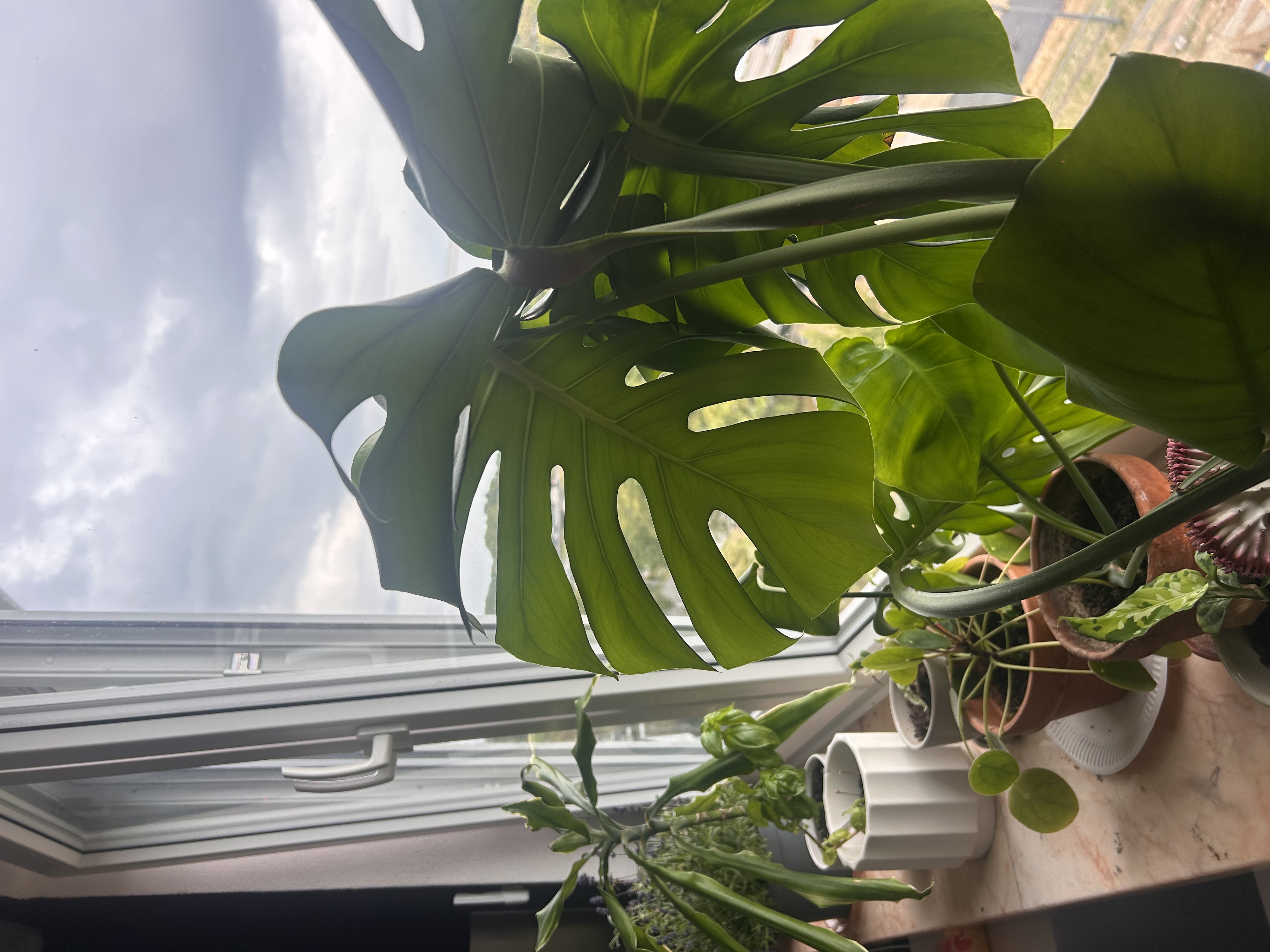 image-19