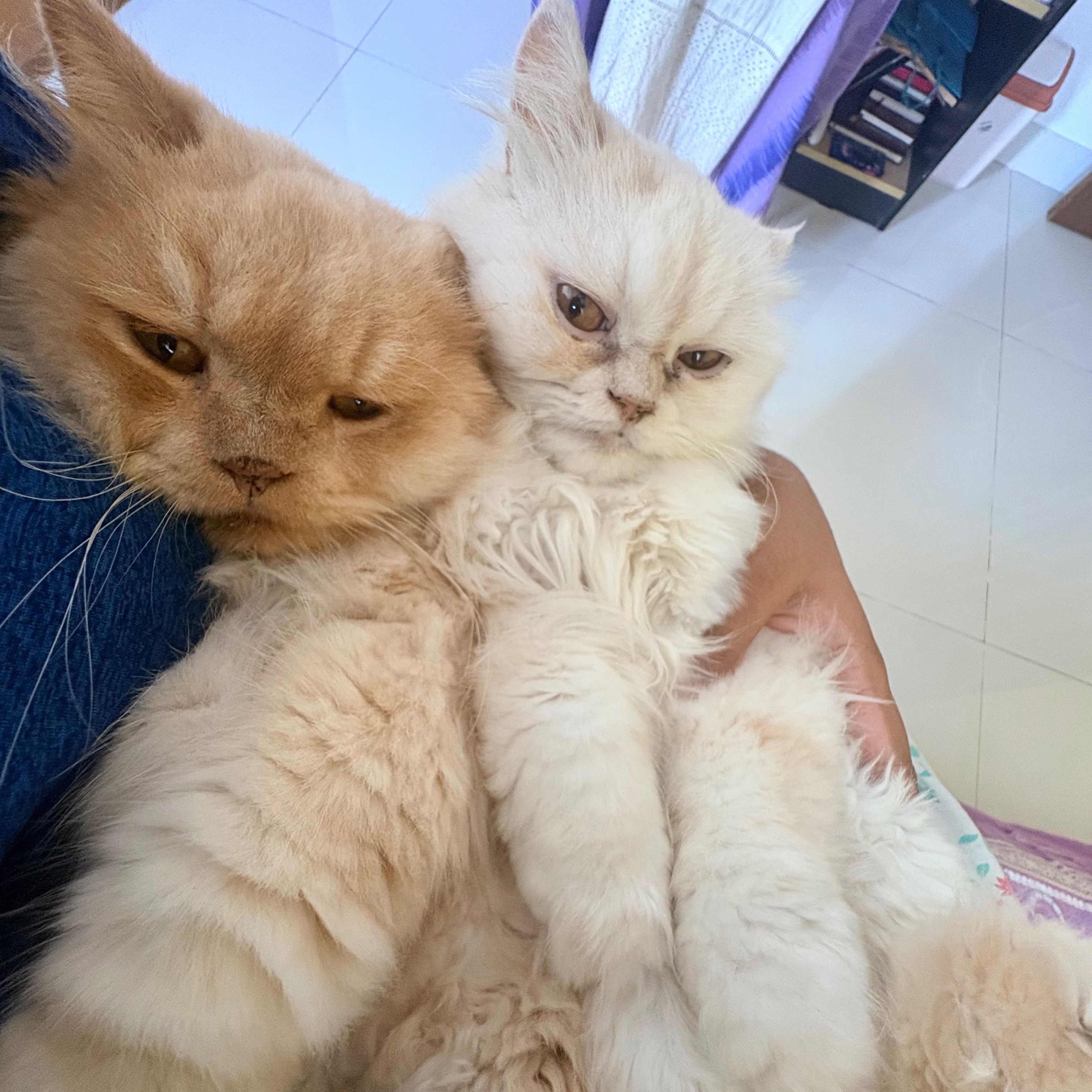 Simba and Archie!