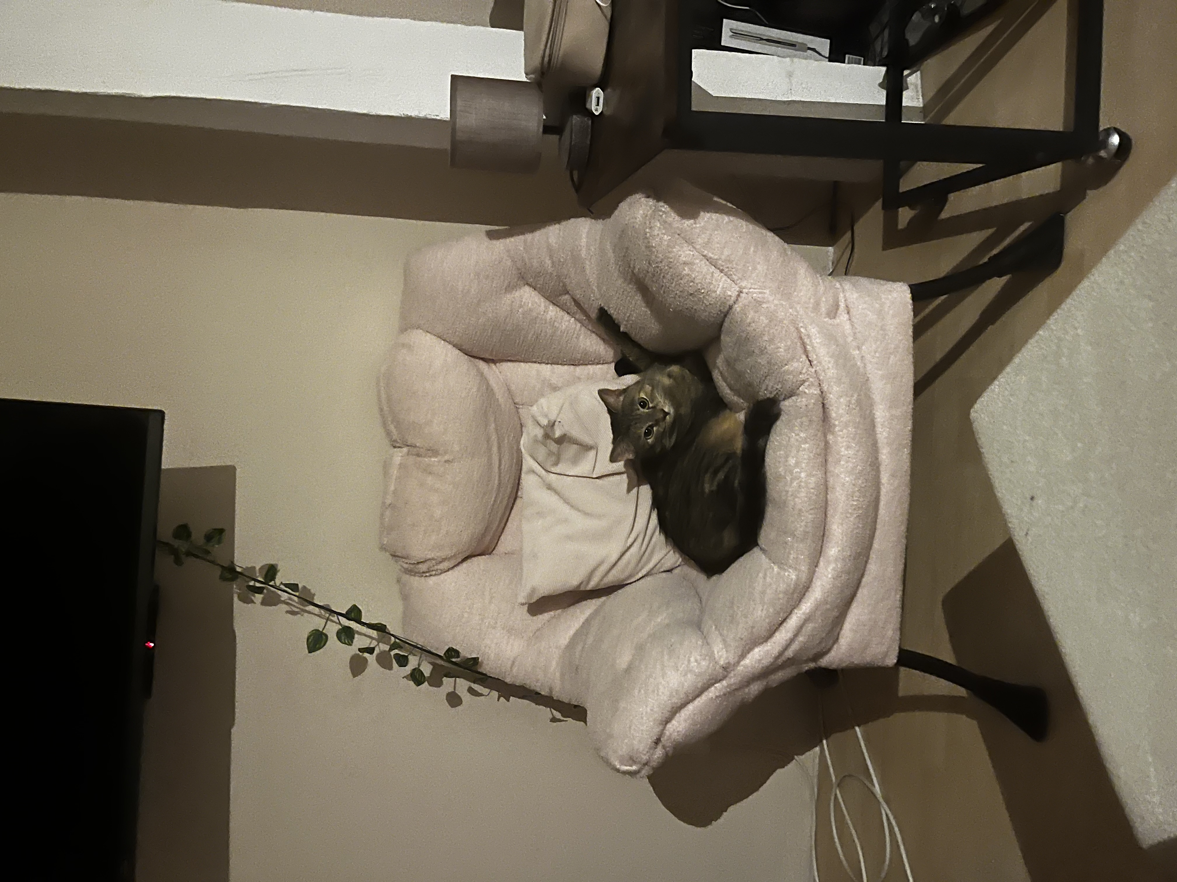image-11