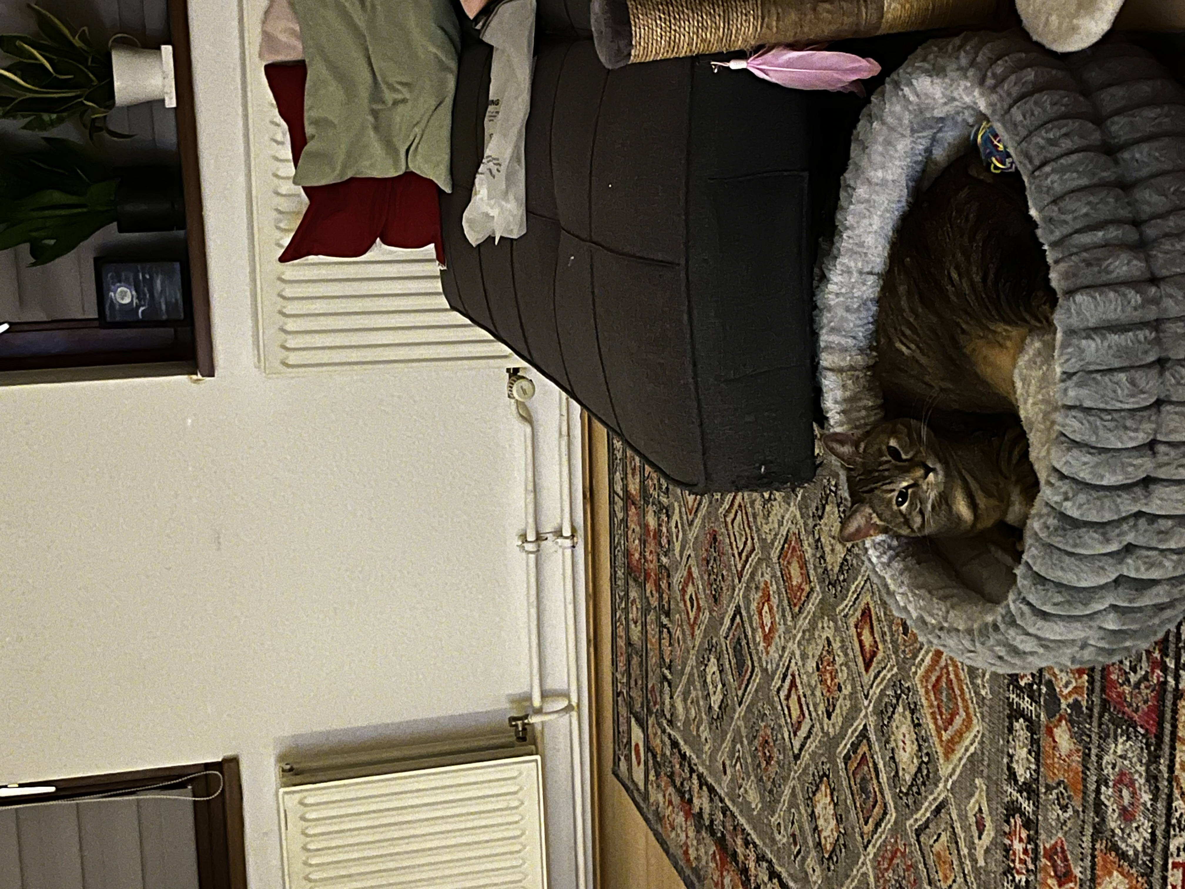 image-9