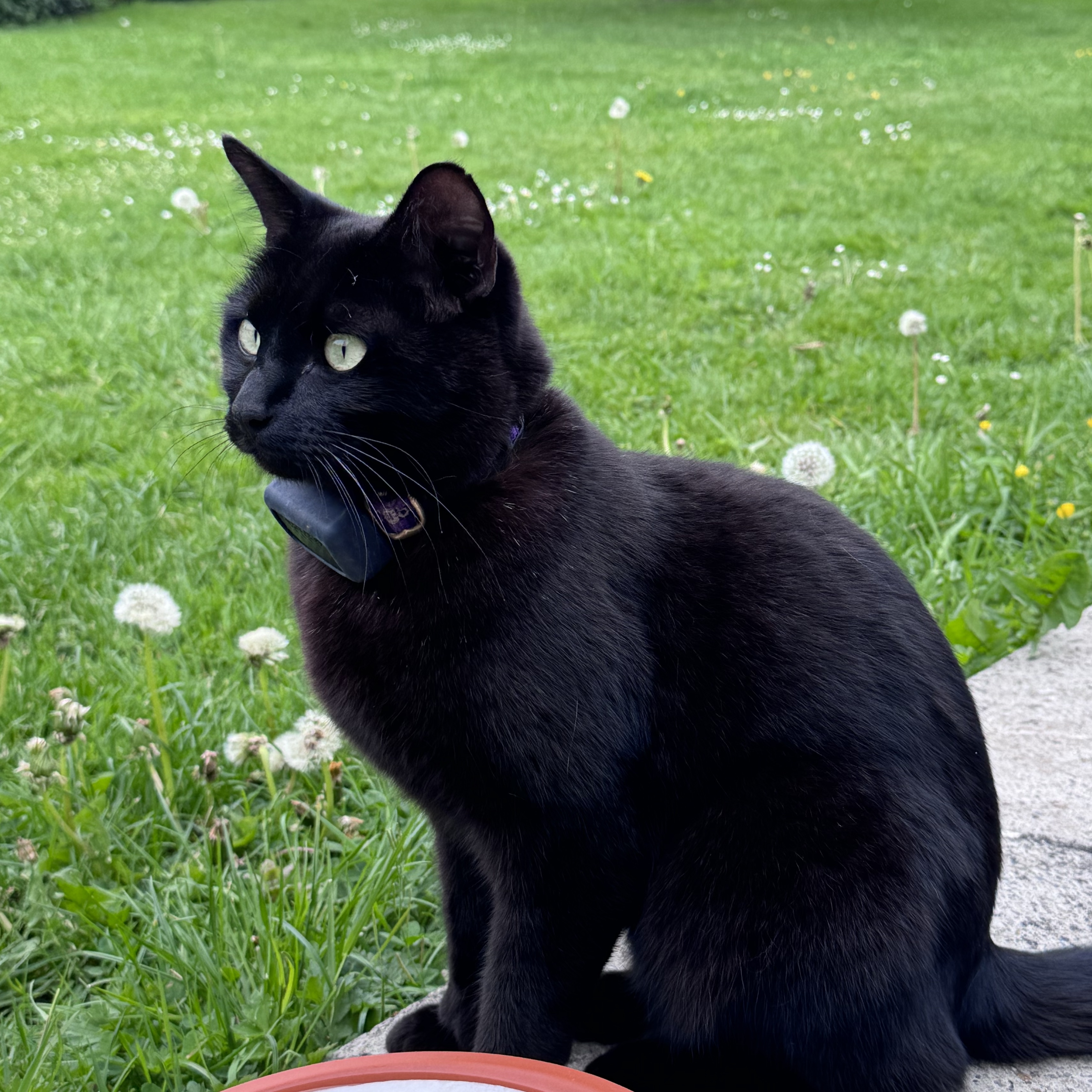 Onyx 