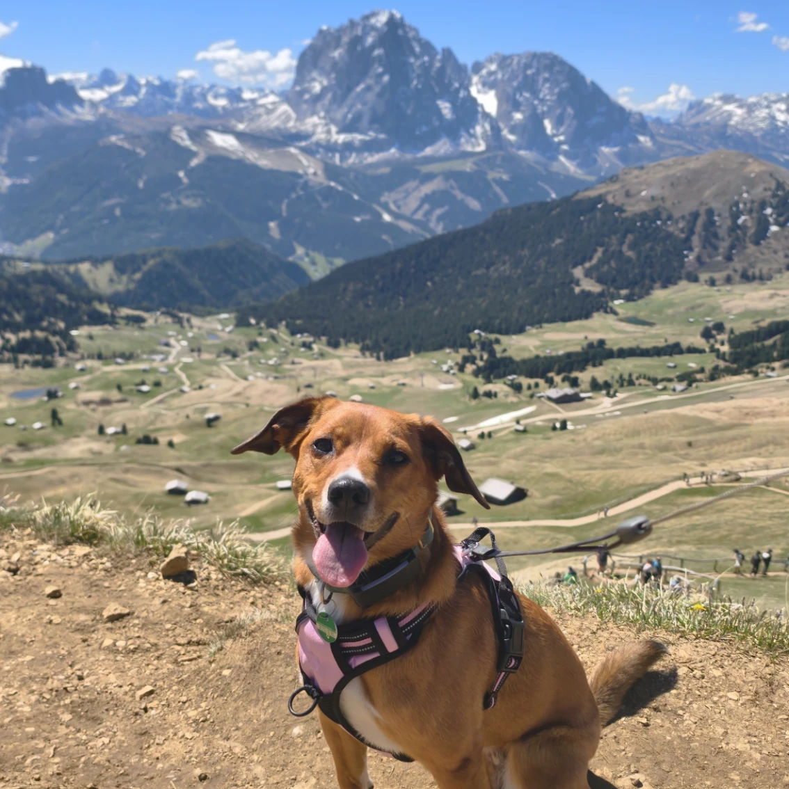 Pia