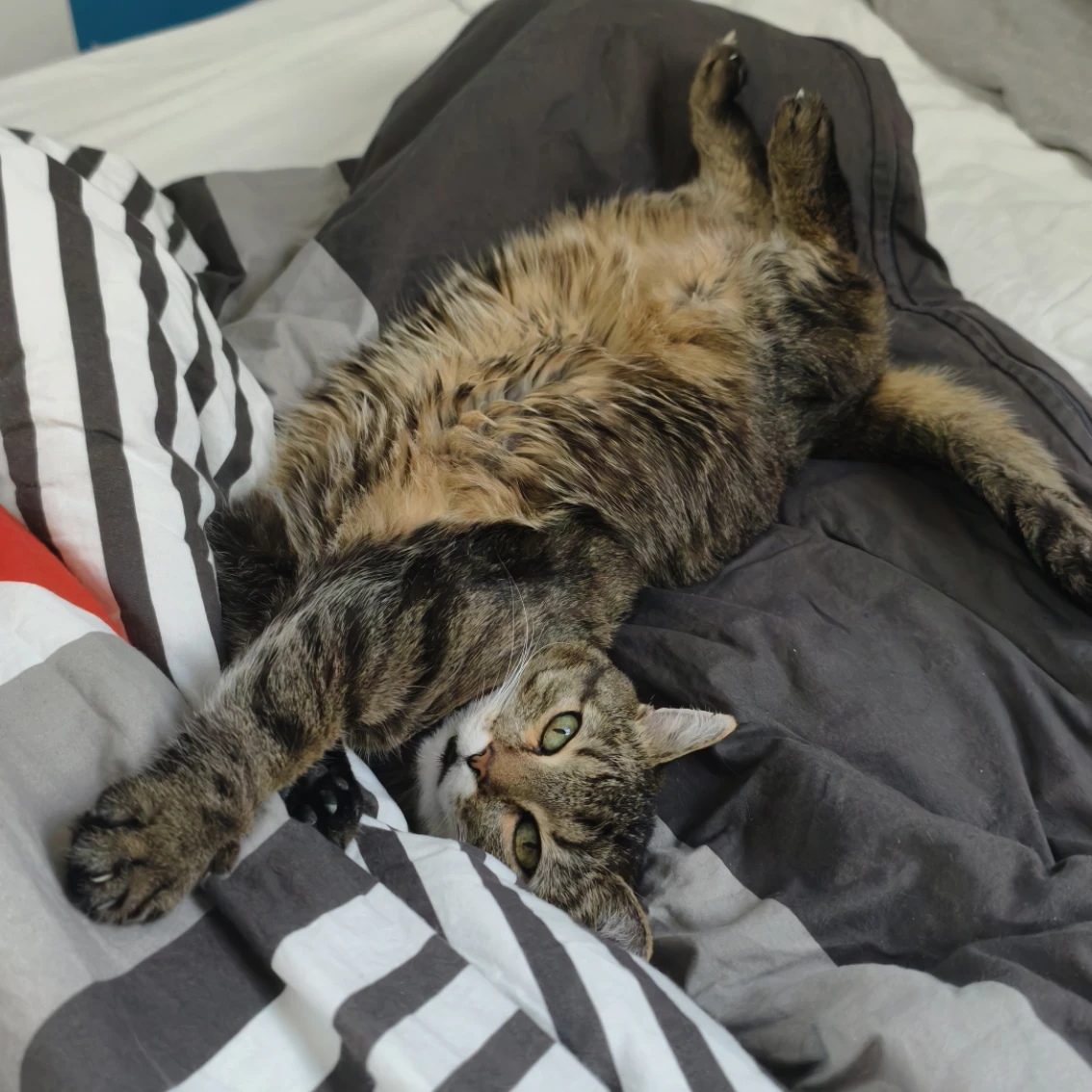 Mutzi