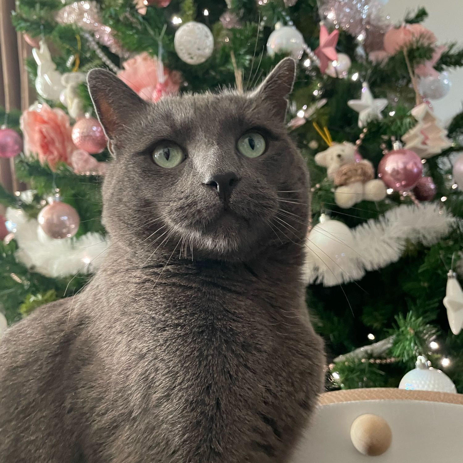 Tom