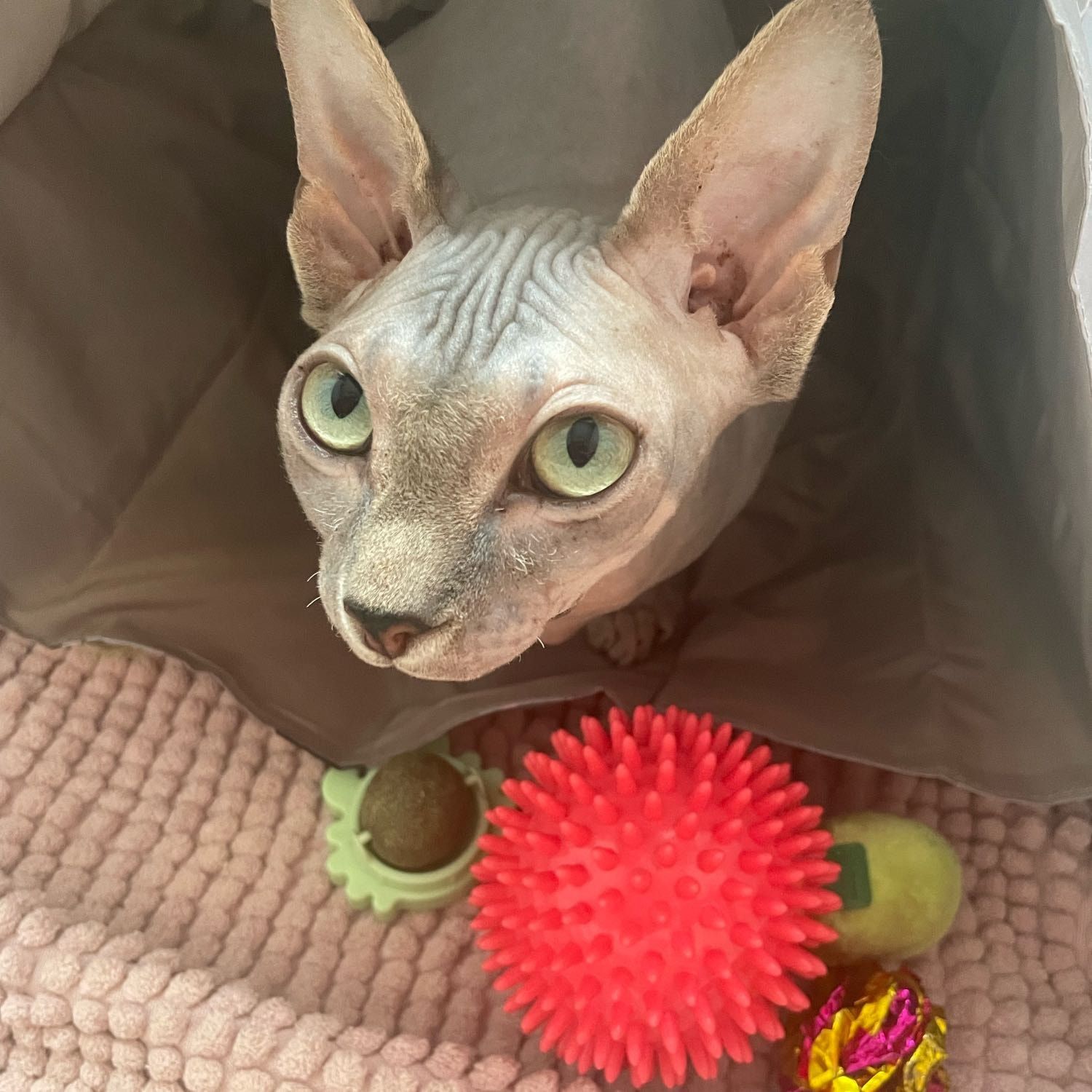 Bella Chloe