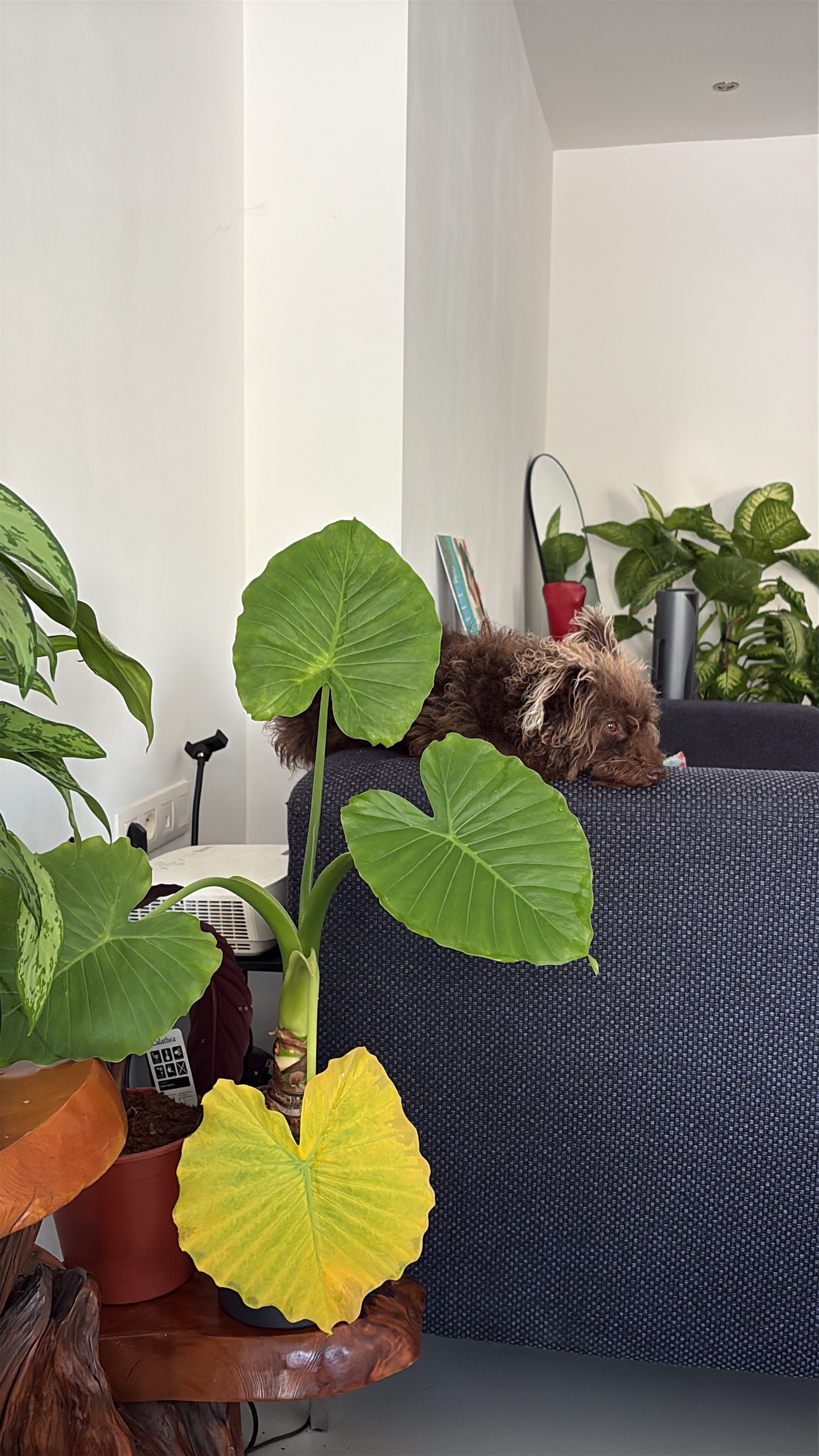image-9