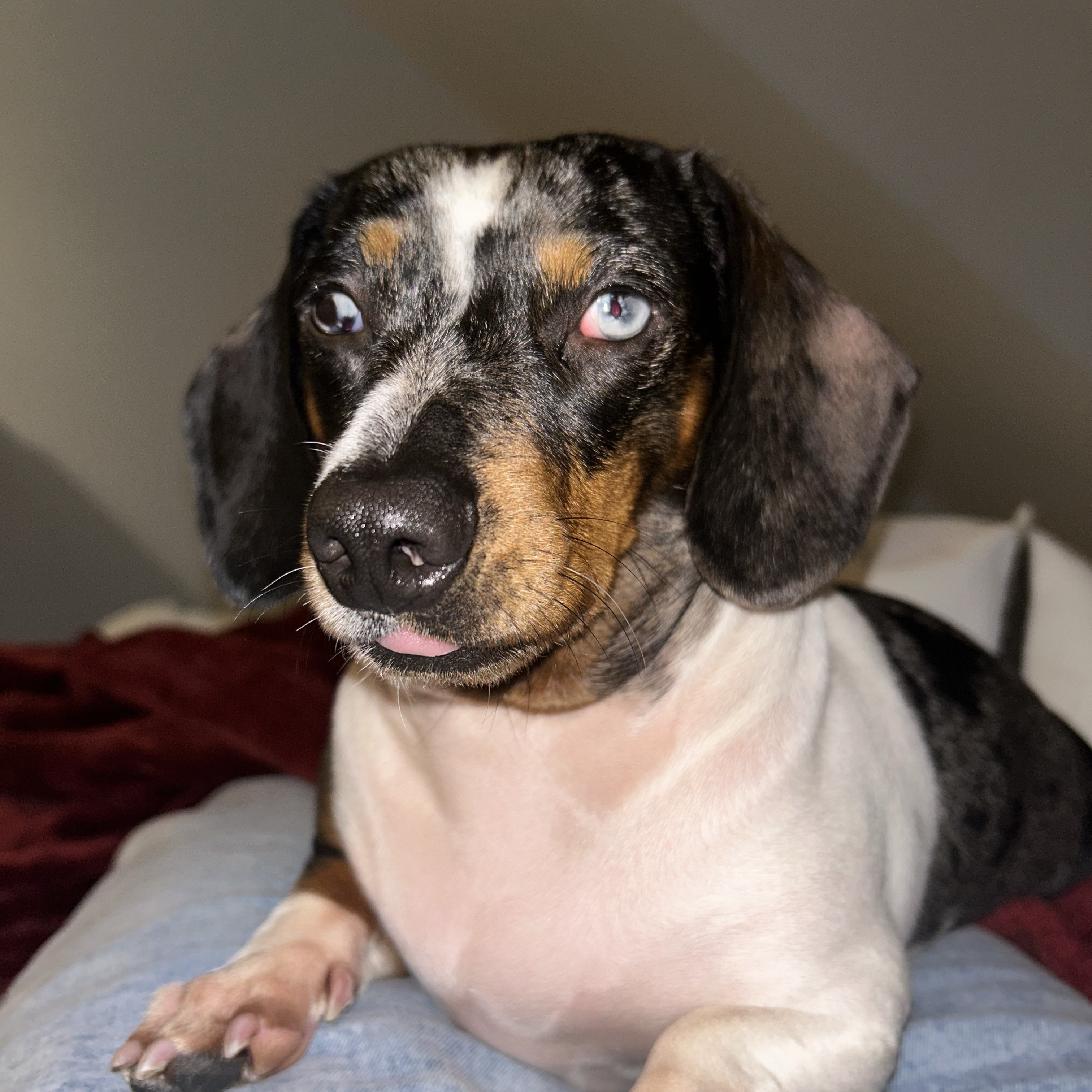 Benji