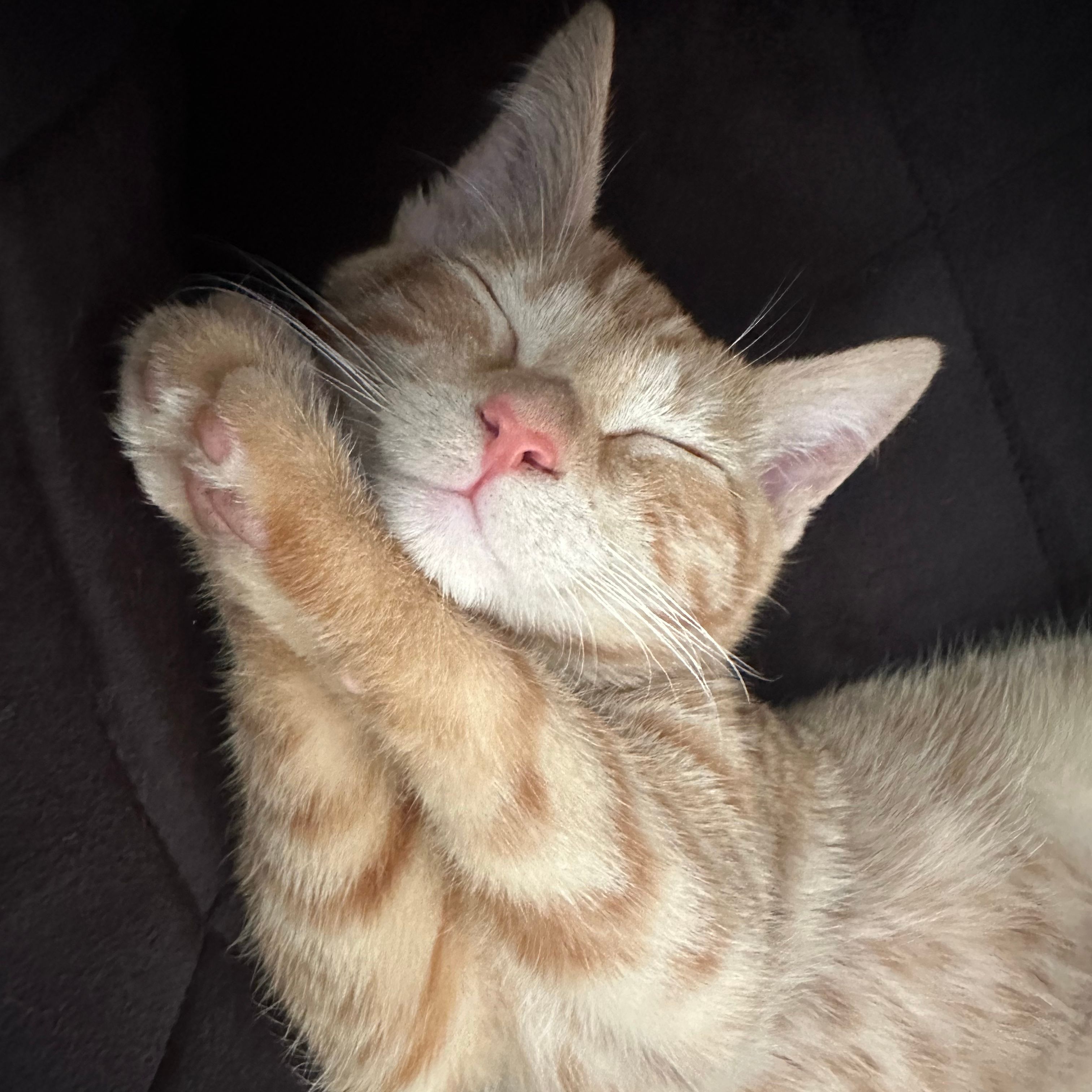 Archie