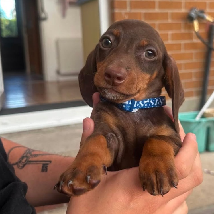 Frankie