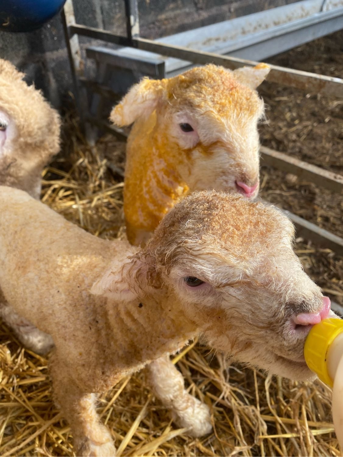 image-4