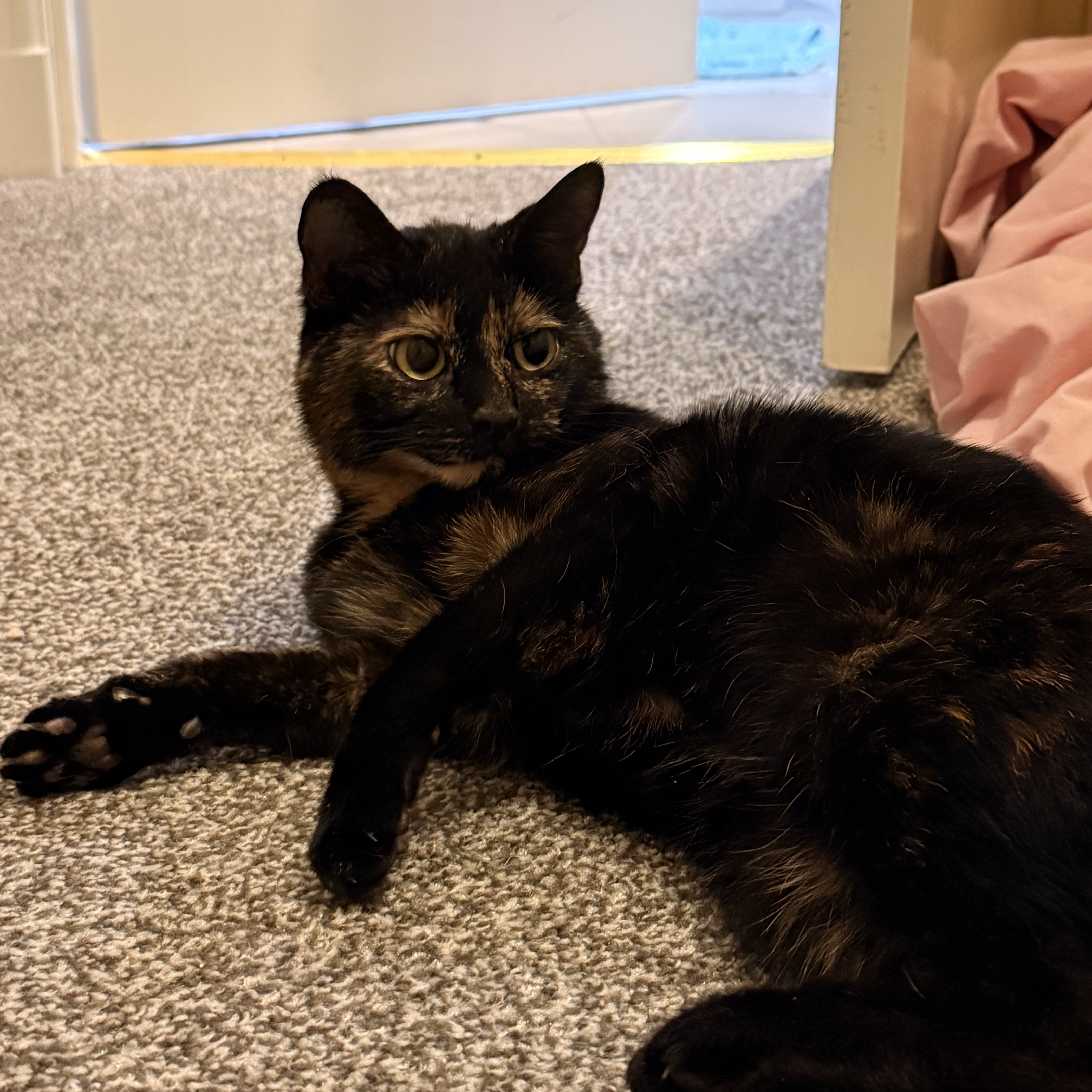 Willow