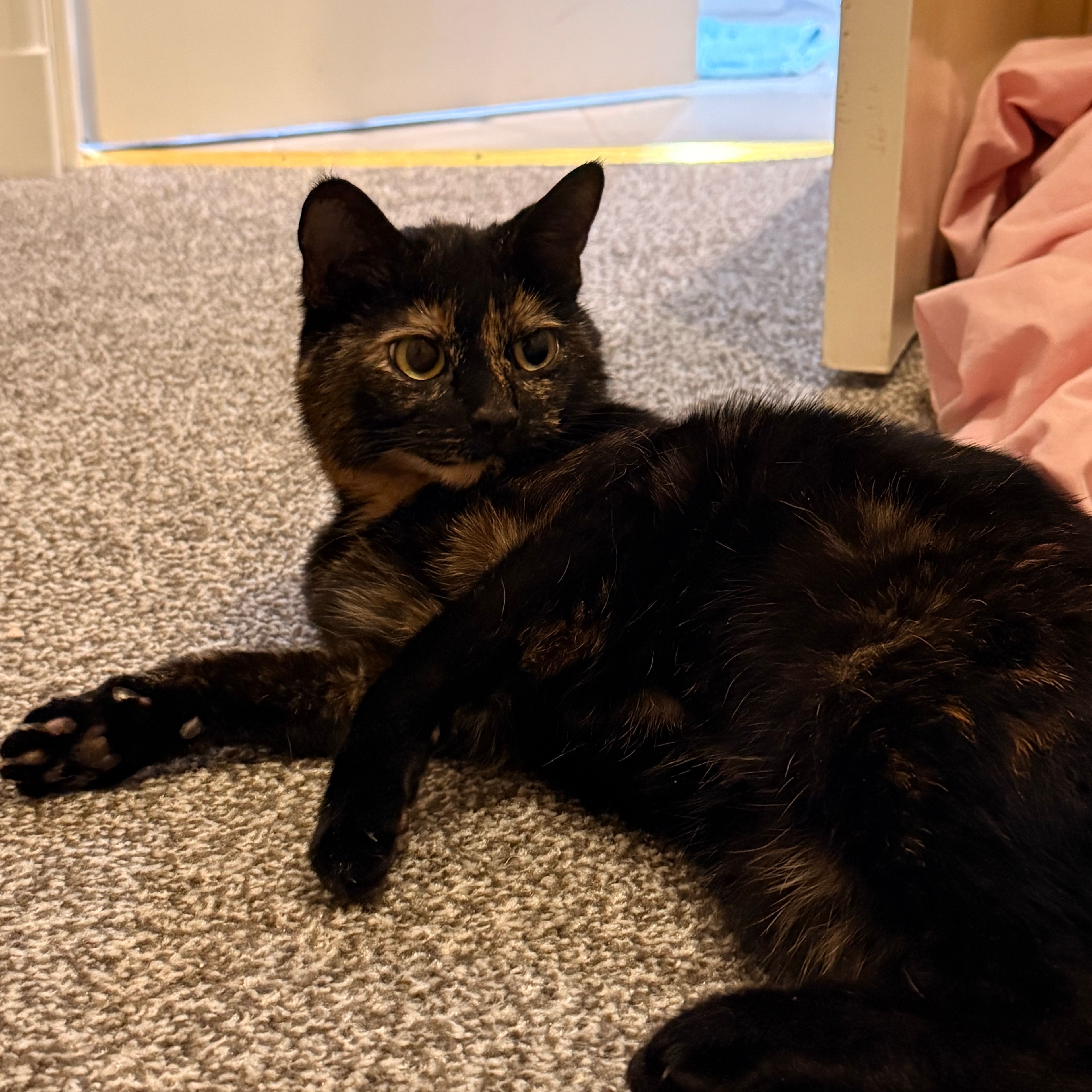 Willow