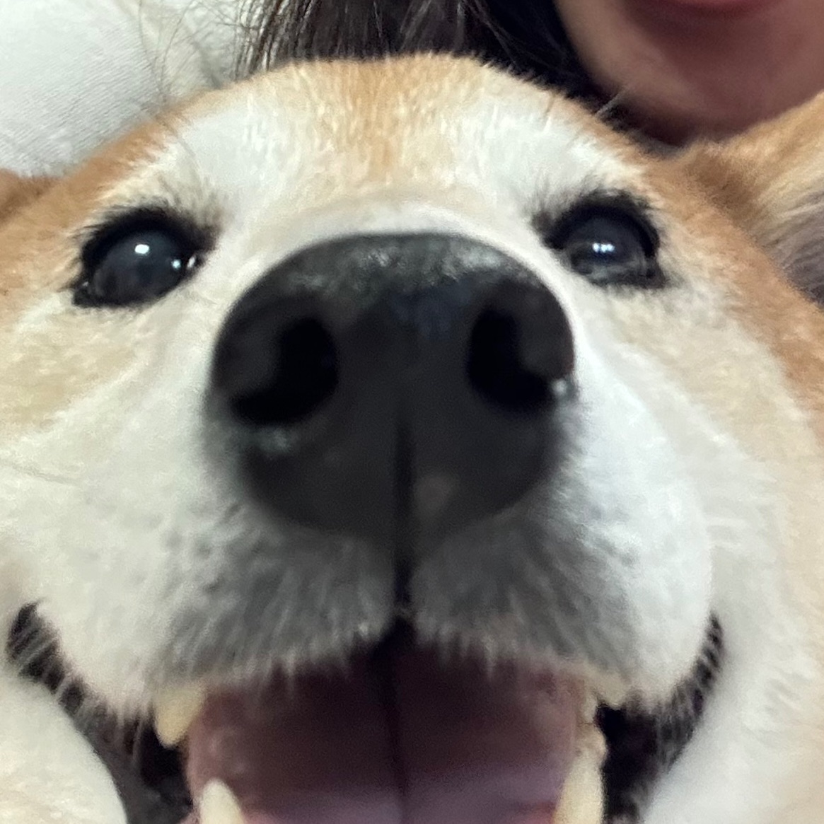 Dong Dong