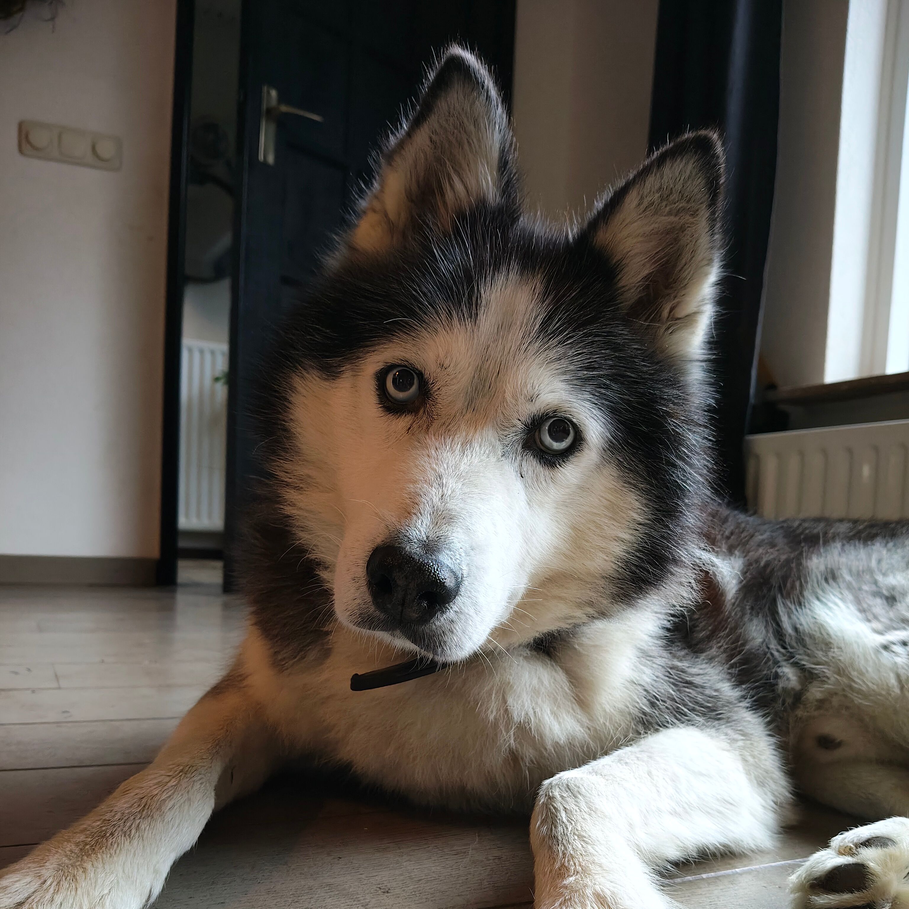 Miklo