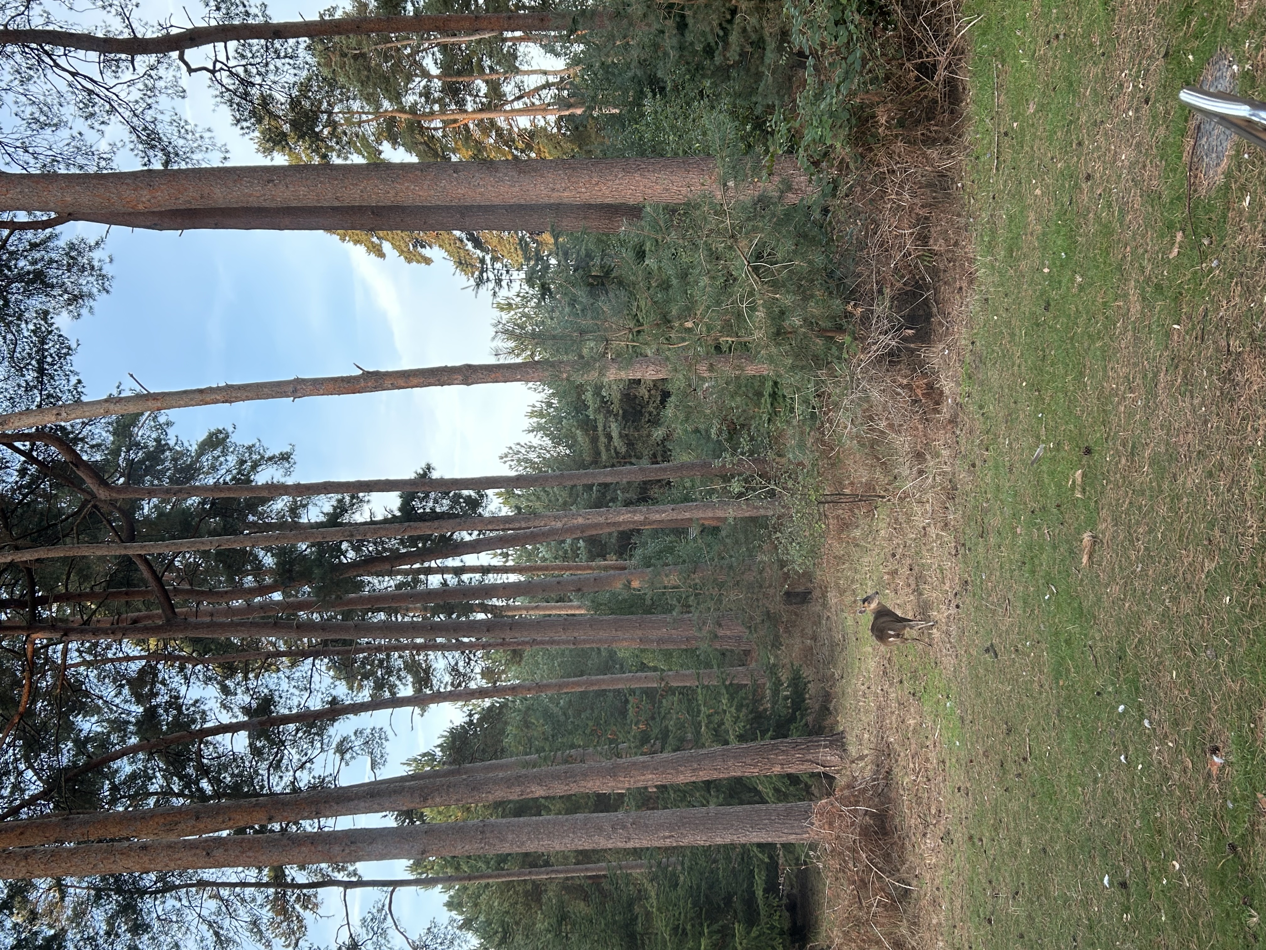 image-3