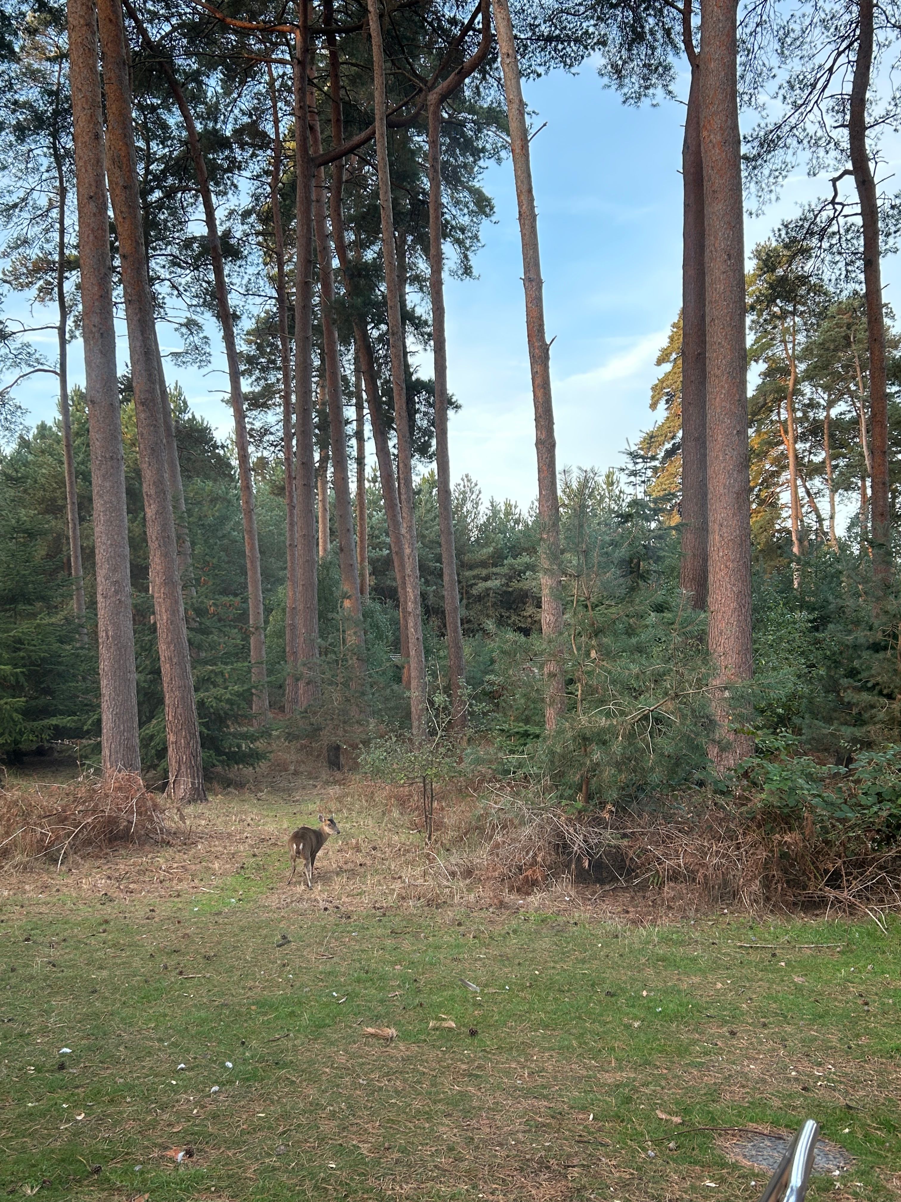 image-3